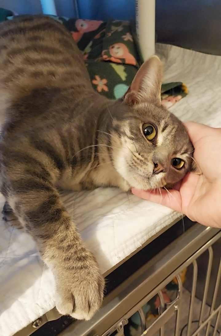 Enlarge RORY, a ADOPTABLE Domestic Short Hair in Sequim, WA image 2/3