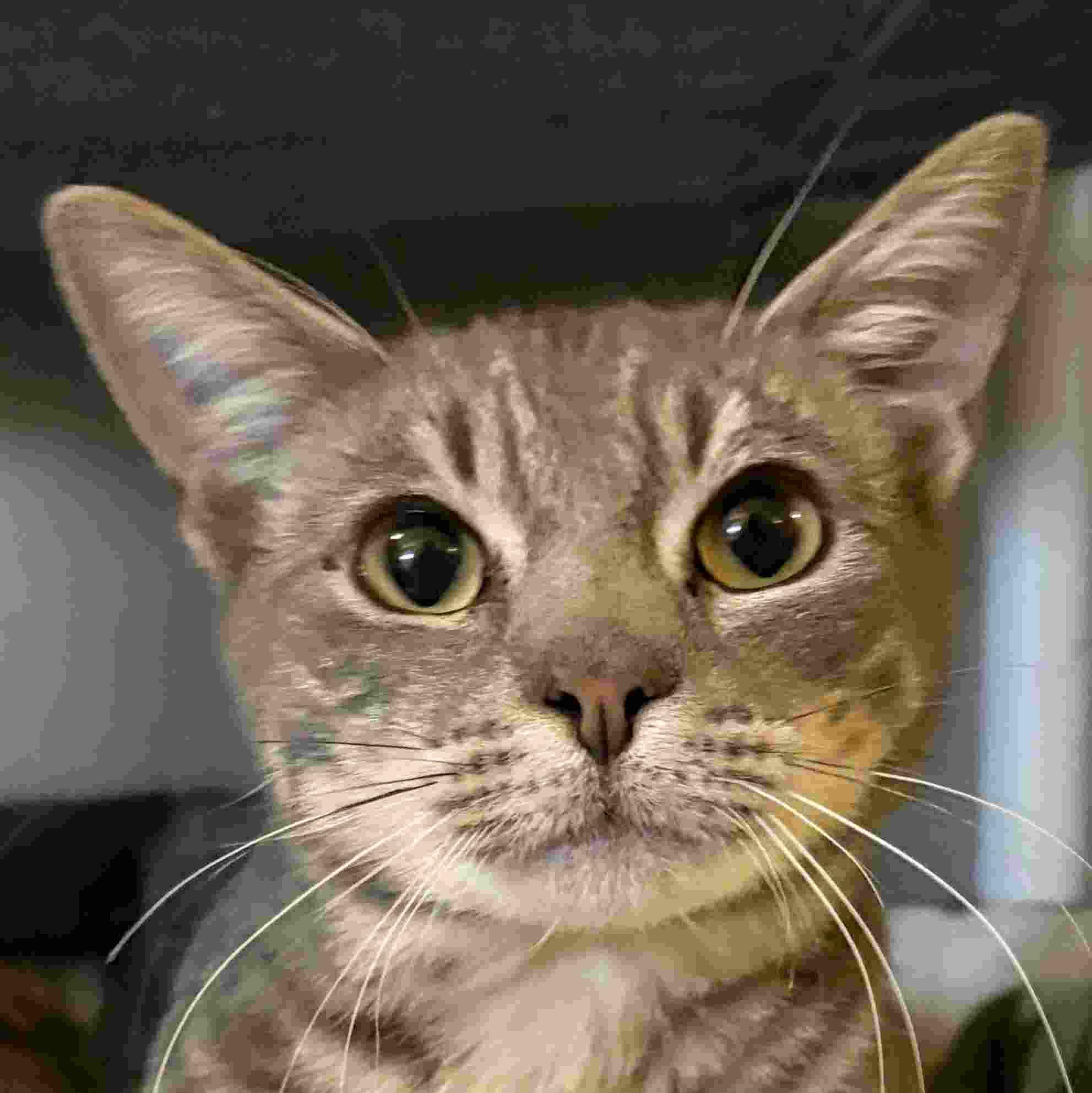 RORY, ADOPTABLE, Young Male Domestic Short Hair.