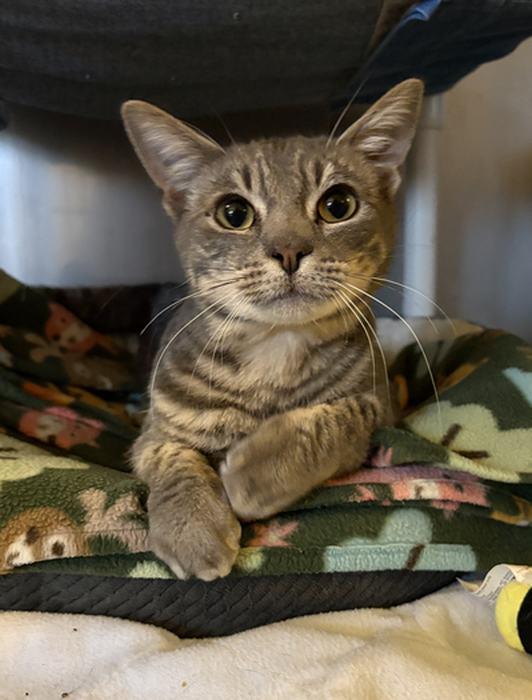 Enlarge RORY, a ADOPTABLE Domestic Short Hair in Sequim, WA image 3/3