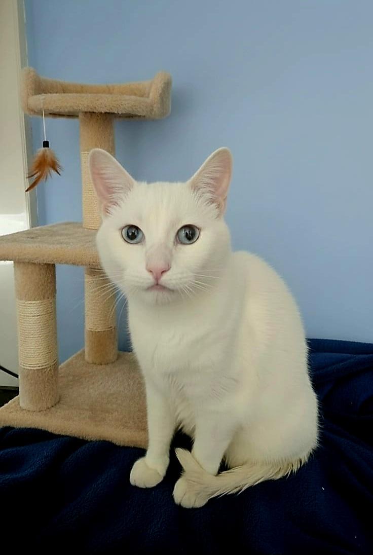 Alfredo, a ADOPTABLE mixed breed in SCOTTSDALE, AZ image 2/2