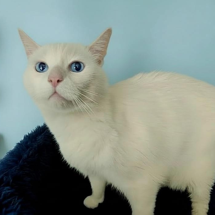 Alfredo, ADOPTABLE, Young Male Turkish Angora & Domestic Medium Hair.