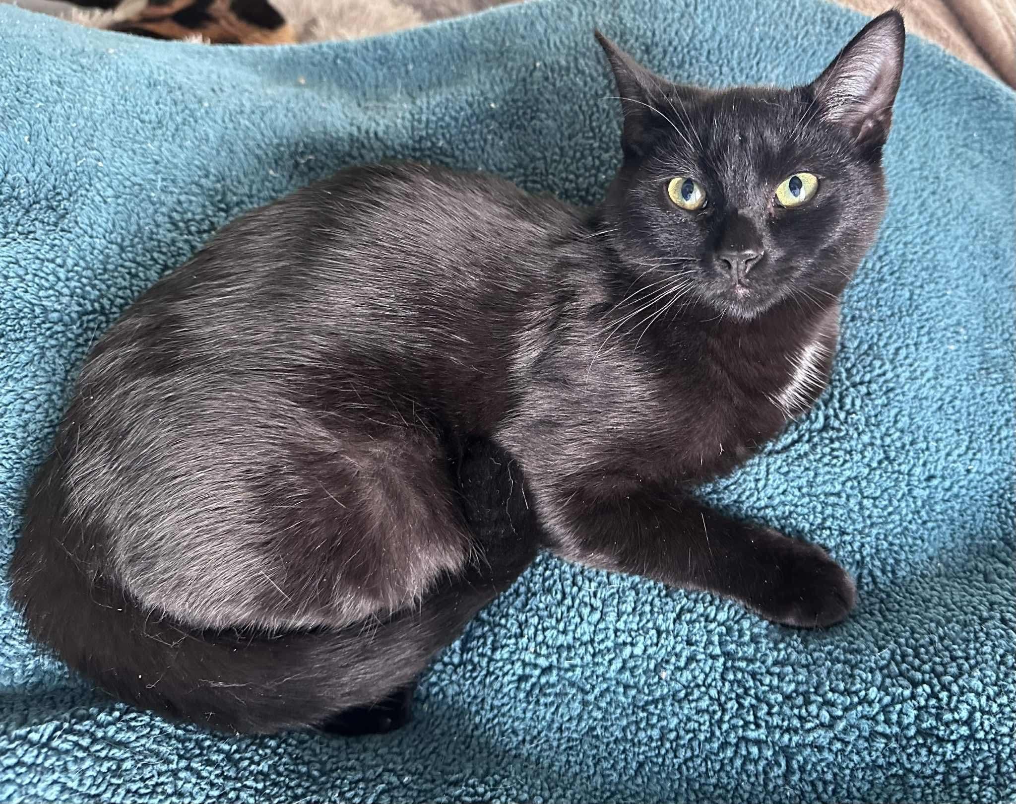 Kagerou, Adopted, Young Male Domestic Short Hair.