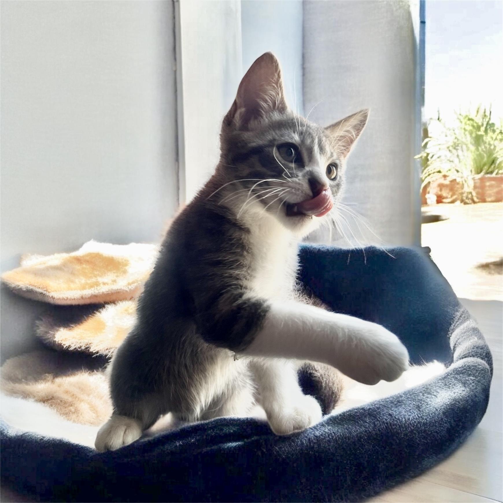 nola Domestic Short Hair Cat
