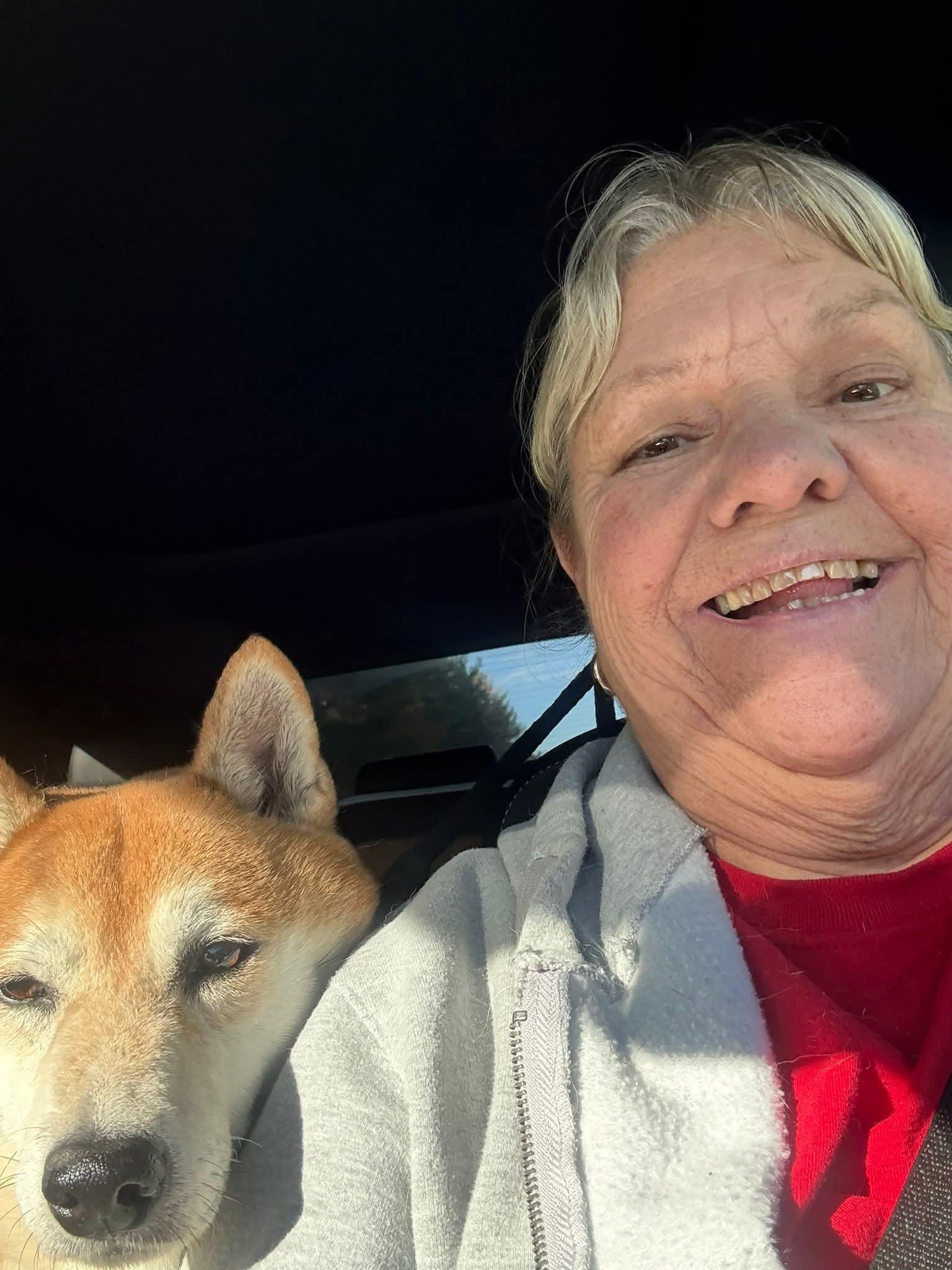 Otis, adopted, Adult Male Shiba Inu.