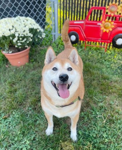 Enlarge Otis, an adopted Shiba Inu in Toms River, NJ image 2/4