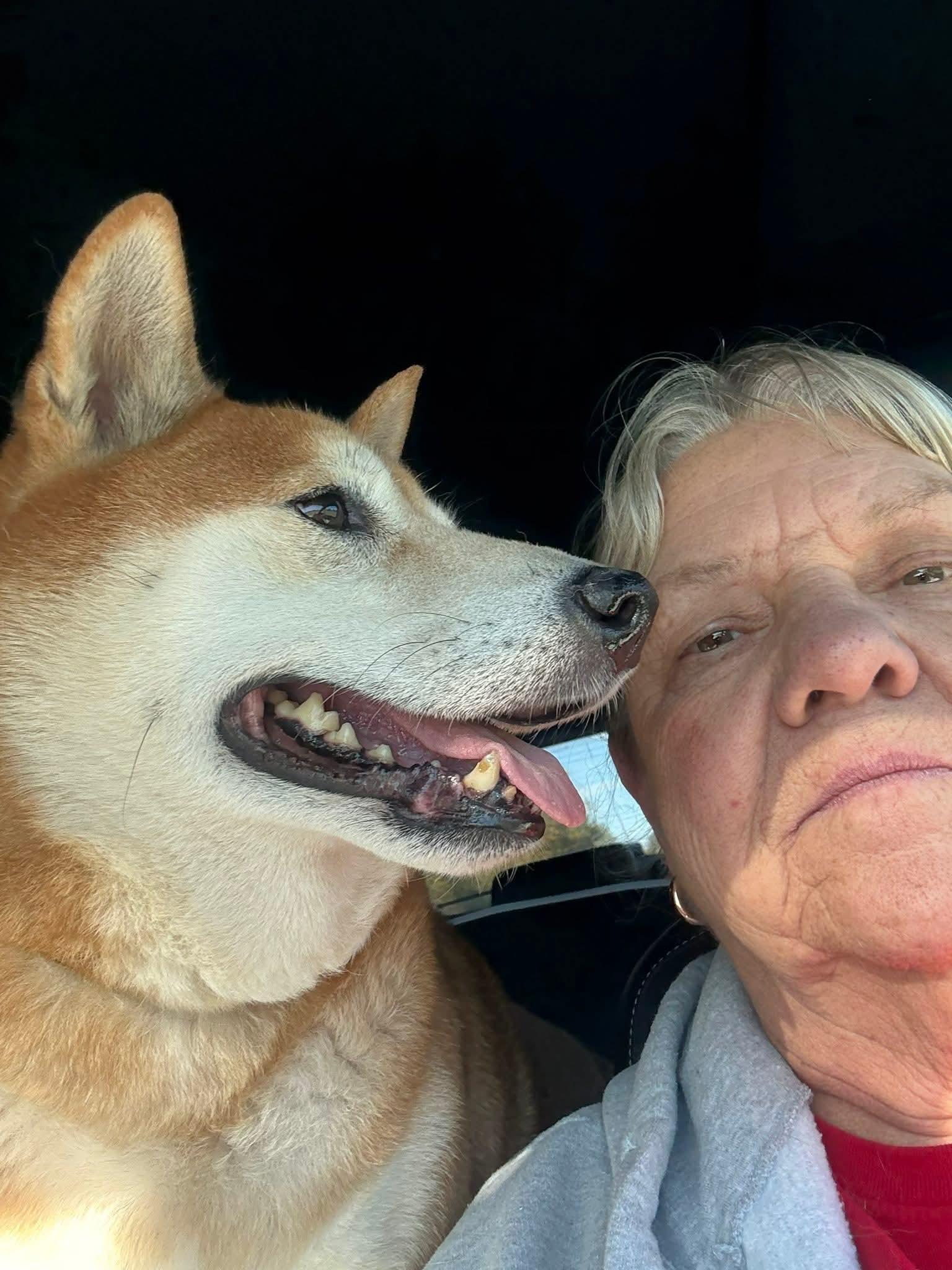 Enlarge Otis, an adopted Shiba Inu in Toms River, NJ image 3/4