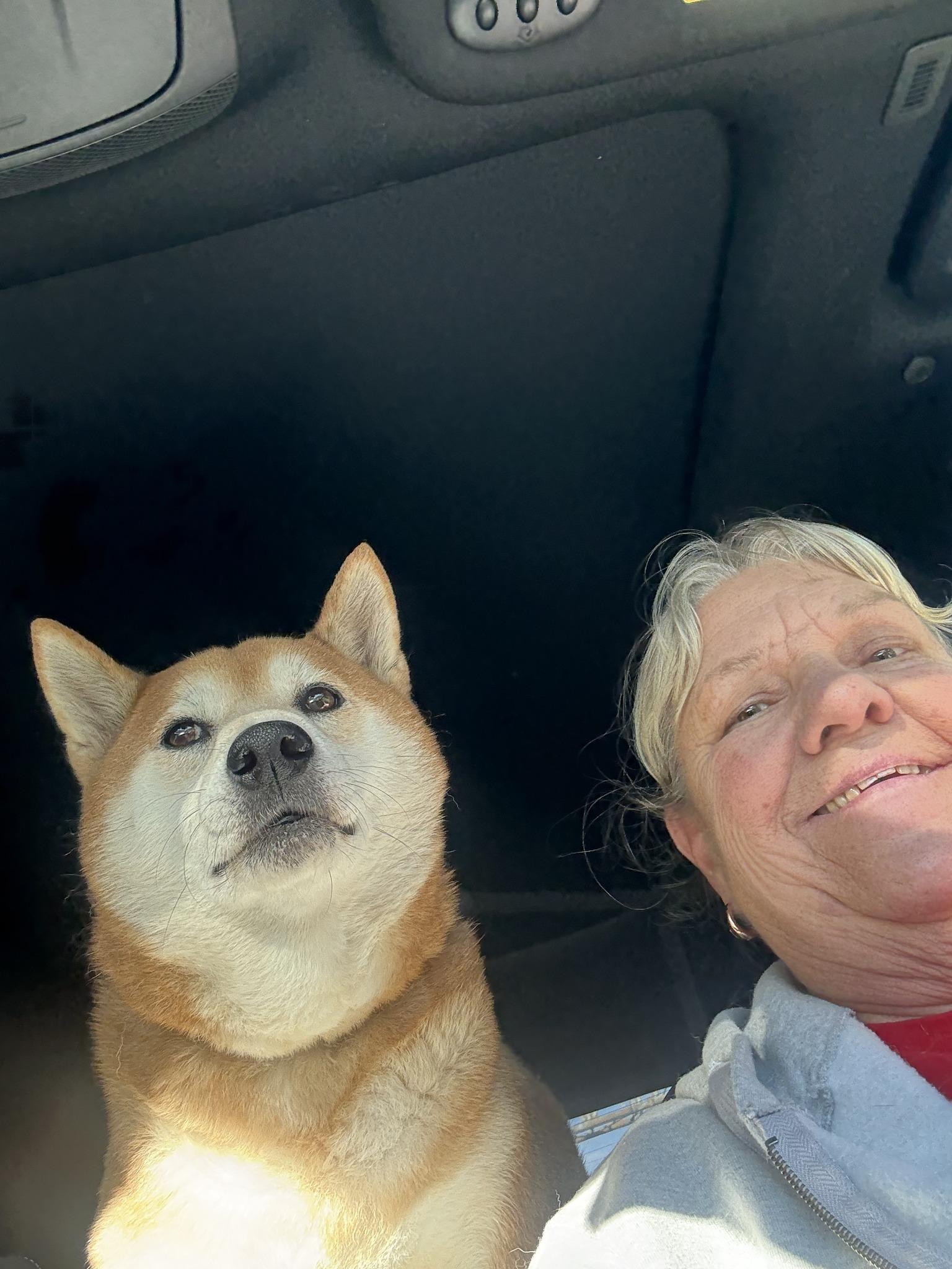 Enlarge Otis, an adopted Shiba Inu in Toms River, NJ image 4/4