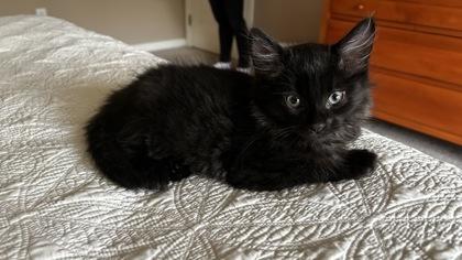 Berlioz, Adoptable, Kitten Male Domestic Long Hair.