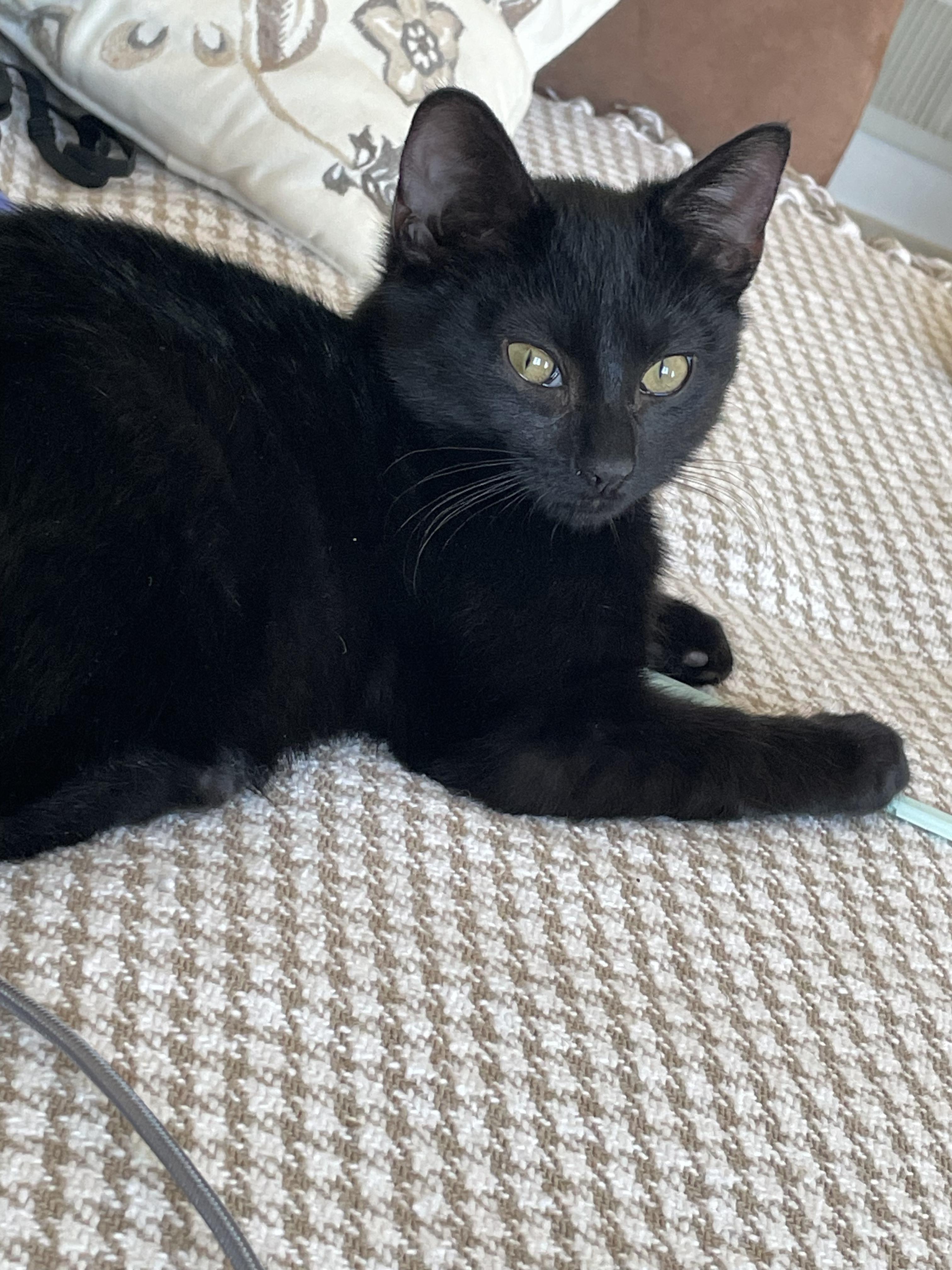 Enlarge johnny, a ADOPTABLE Bombay in Brooklyn, NY image 2/4