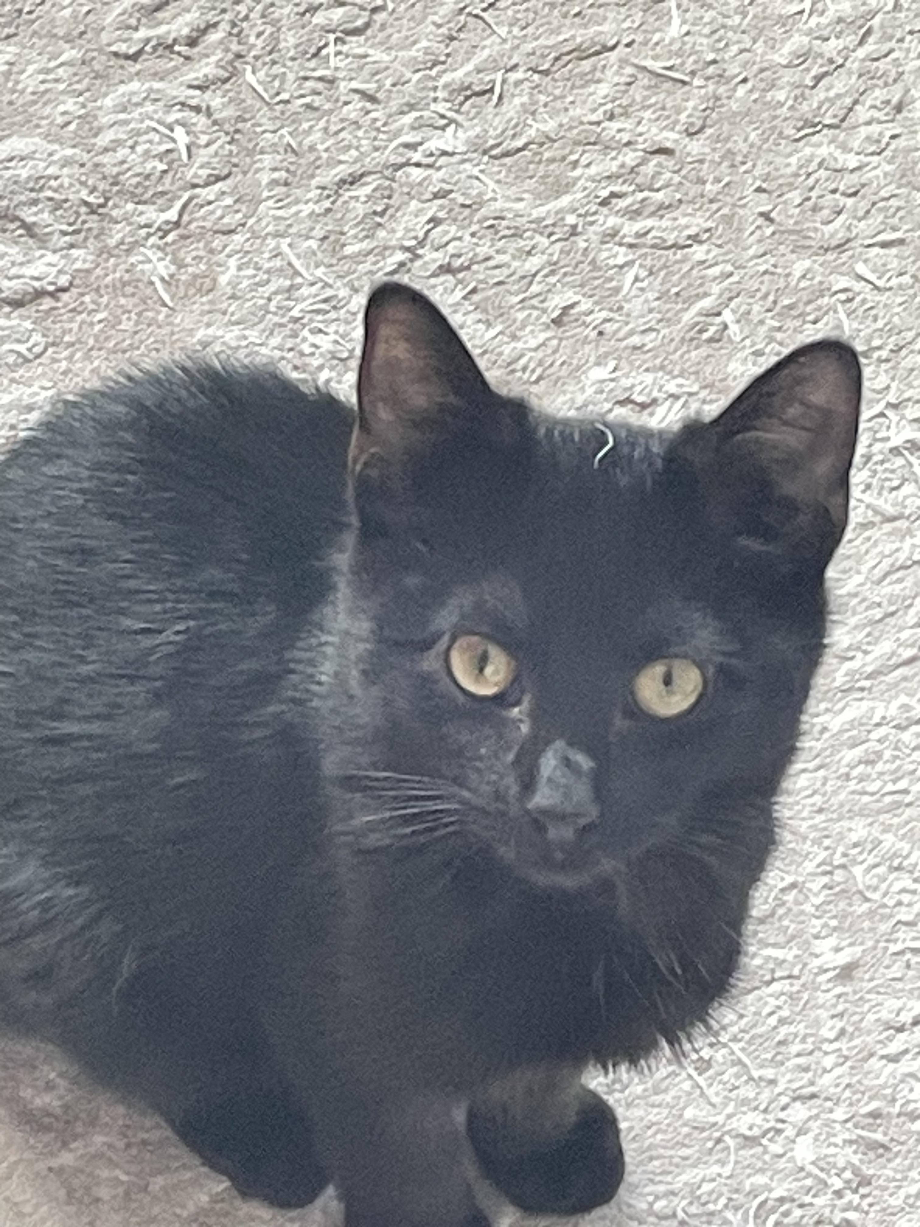 Enlarge johnny, a ADOPTABLE Bombay in Brooklyn, NY image 3/4