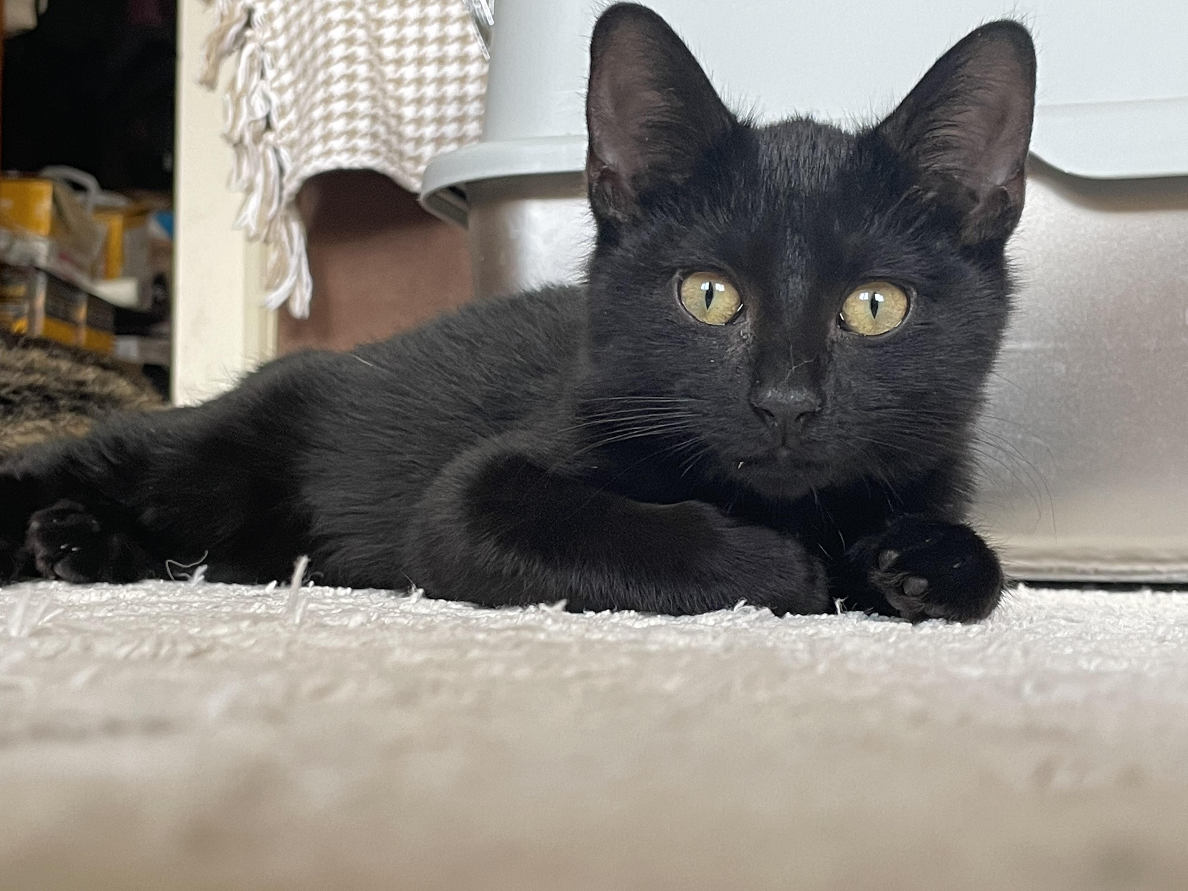 Enlarge johnny, a ADOPTABLE Bombay in Brooklyn, NY image 4/4