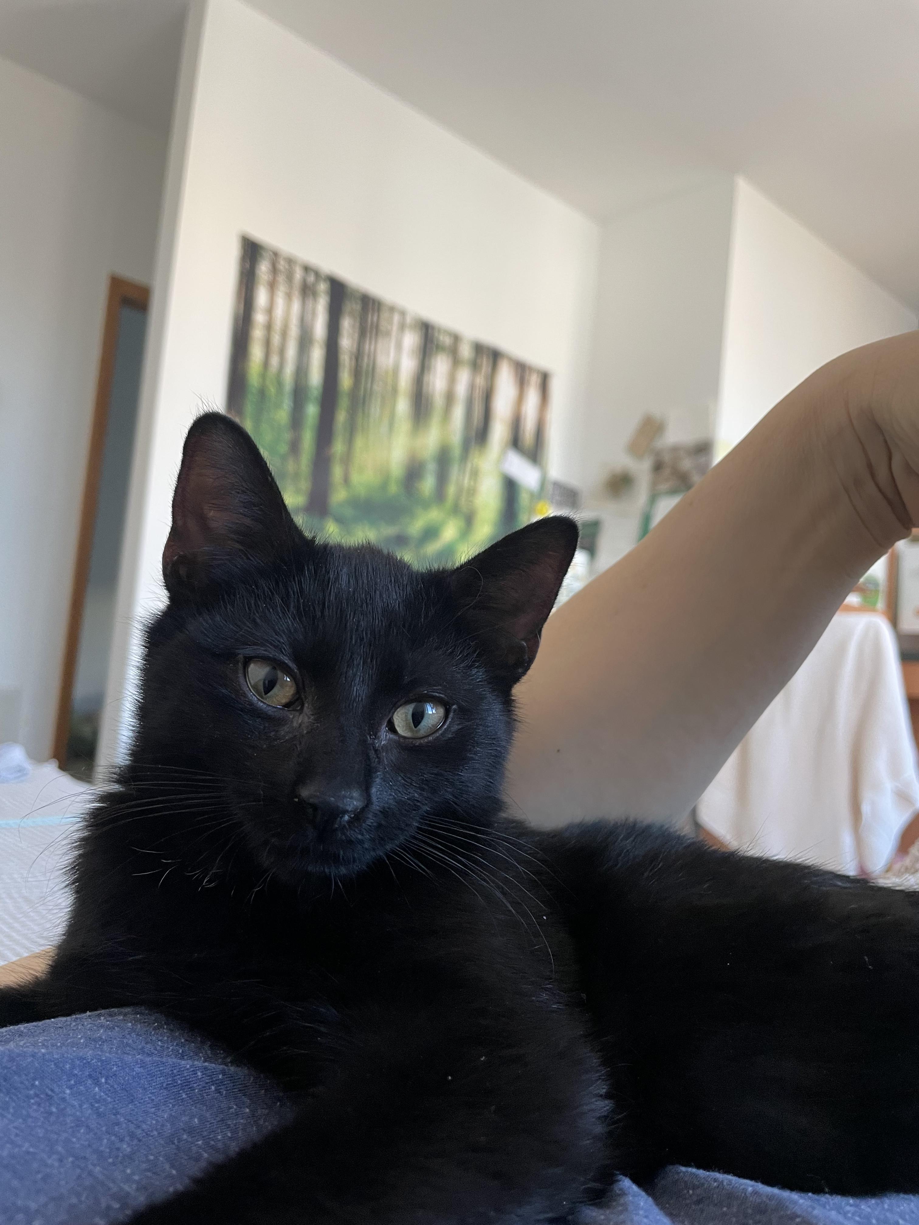 johnny, ADOPTABLE, Kitten Male Bombay.