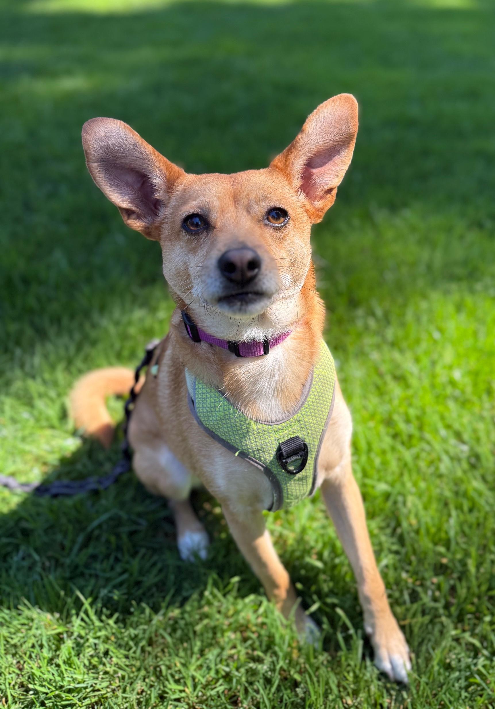 Enlarge Pumpkin, a Adoptable Mixed Breed in Puyallup, WA image 4/6