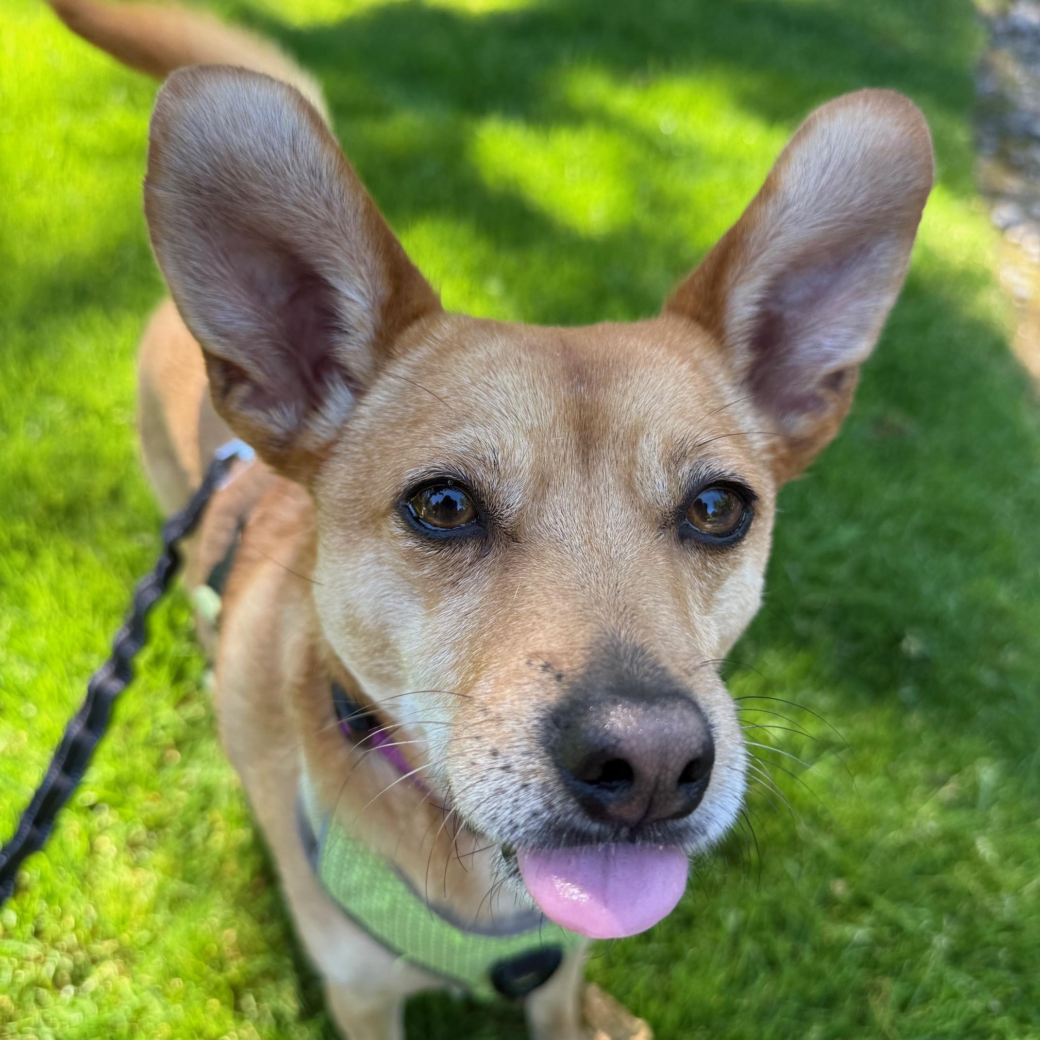 Enlarge Pumpkin, a Adoptable Mixed Breed in Puyallup, WA image 1/6