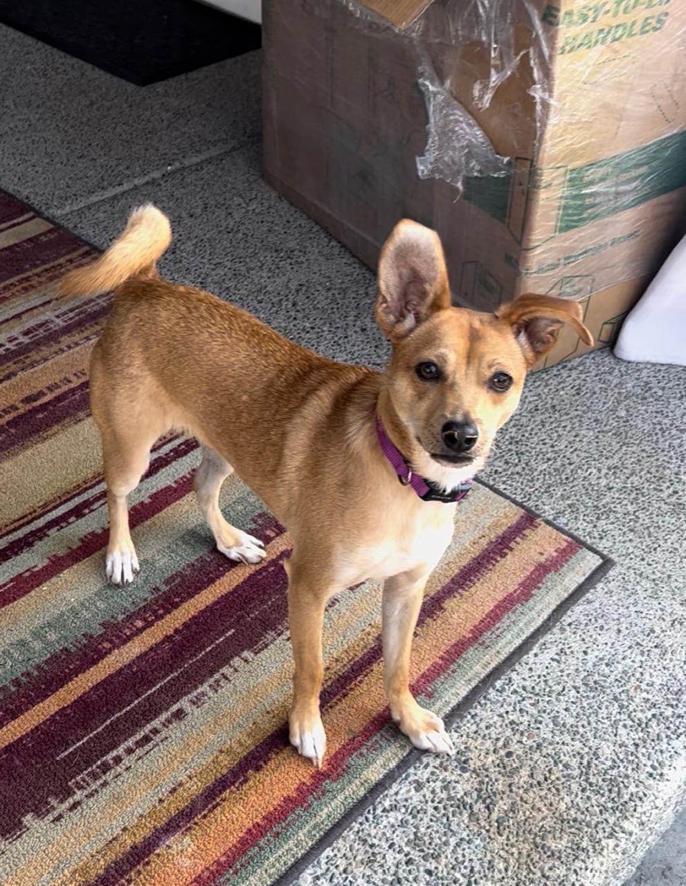 Enlarge Pumpkin, a Adoptable Mixed Breed in Puyallup, WA image 3/6