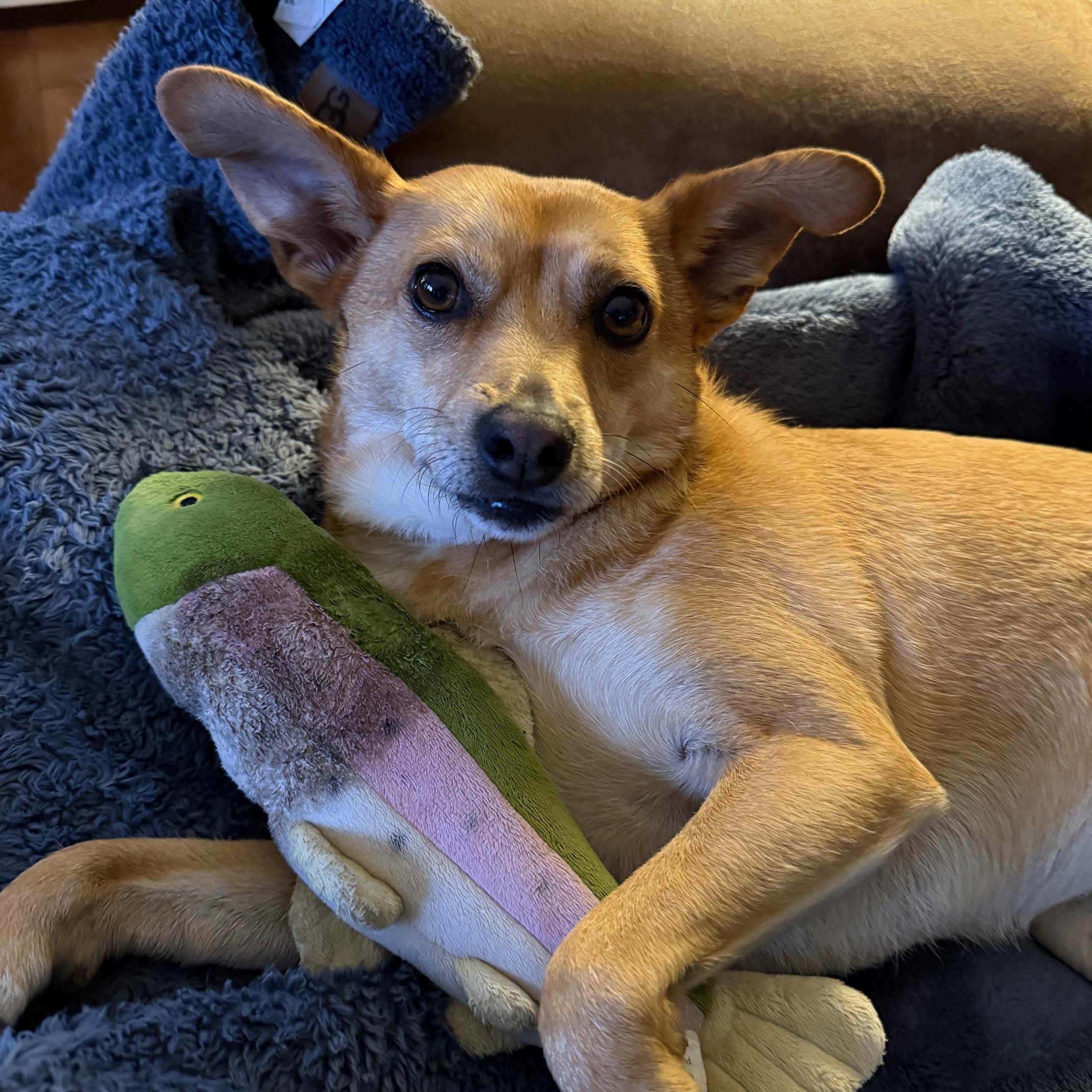 Enlarge Pumpkin, a Adoptable Mixed Breed in Puyallup, WA image 5/6