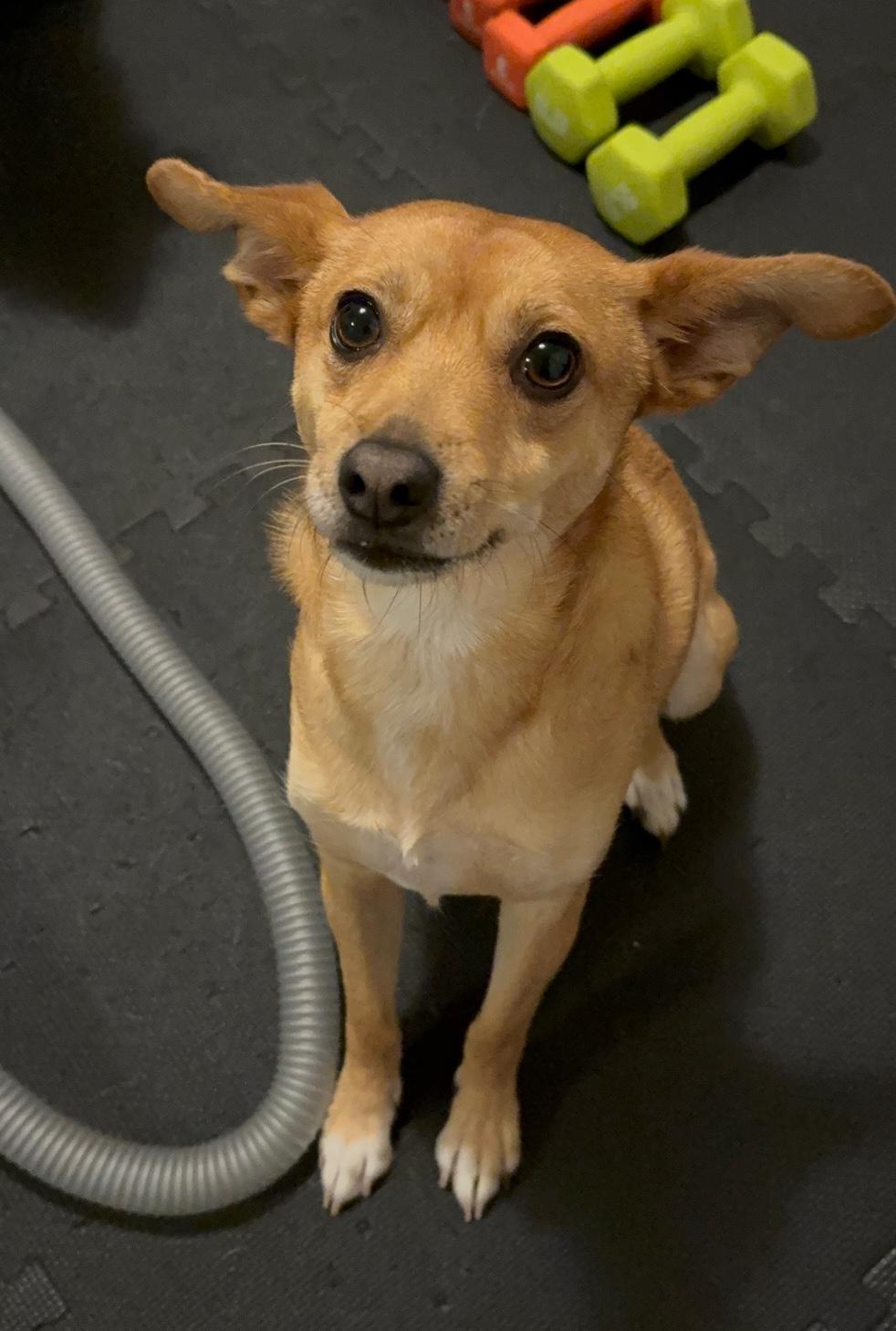 Enlarge Pumpkin, a Adoptable Mixed Breed in Puyallup, WA image 6/6