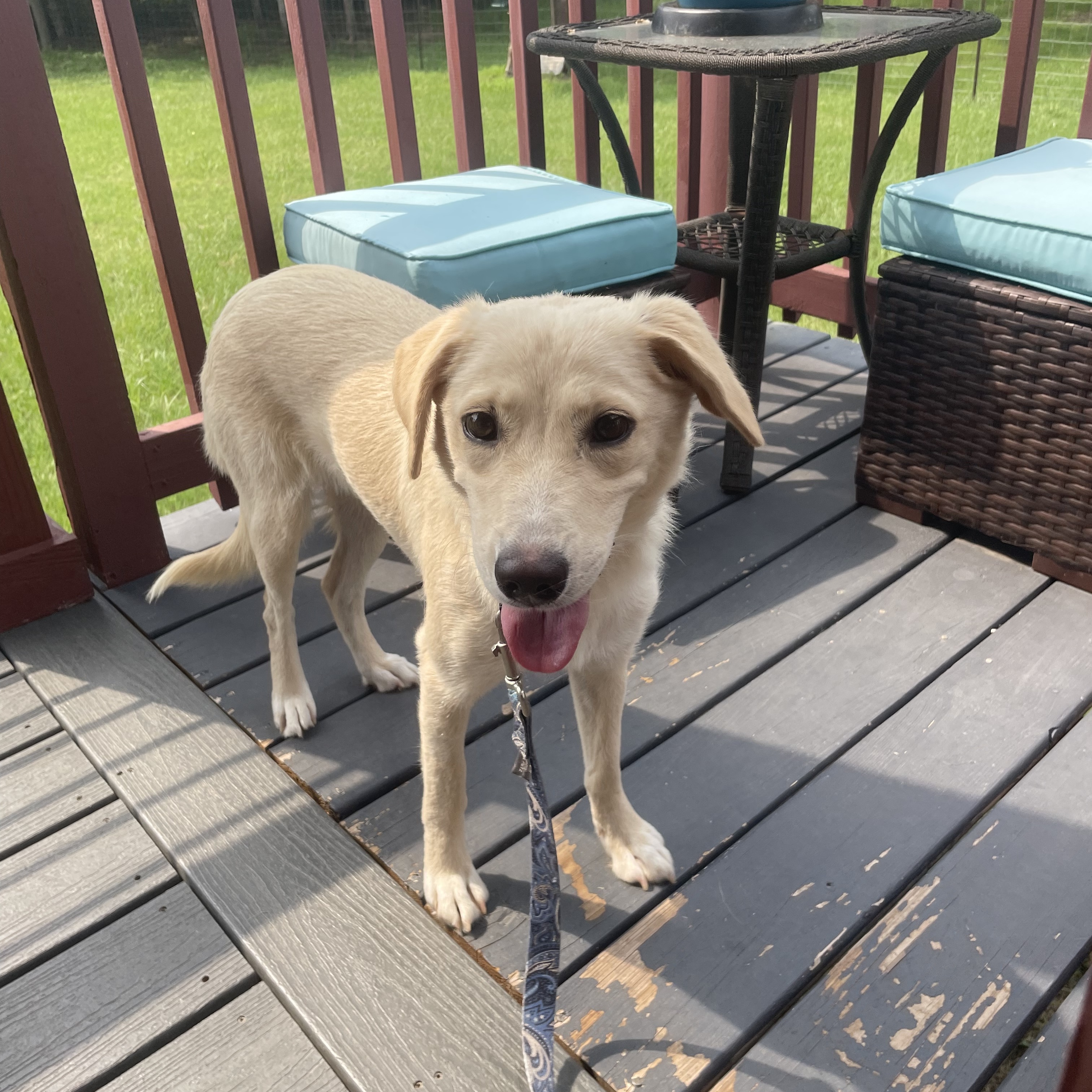 Dog for adoption DANDY (BEAUTIFUL, SHY, QUIET GIRL), a Labrador