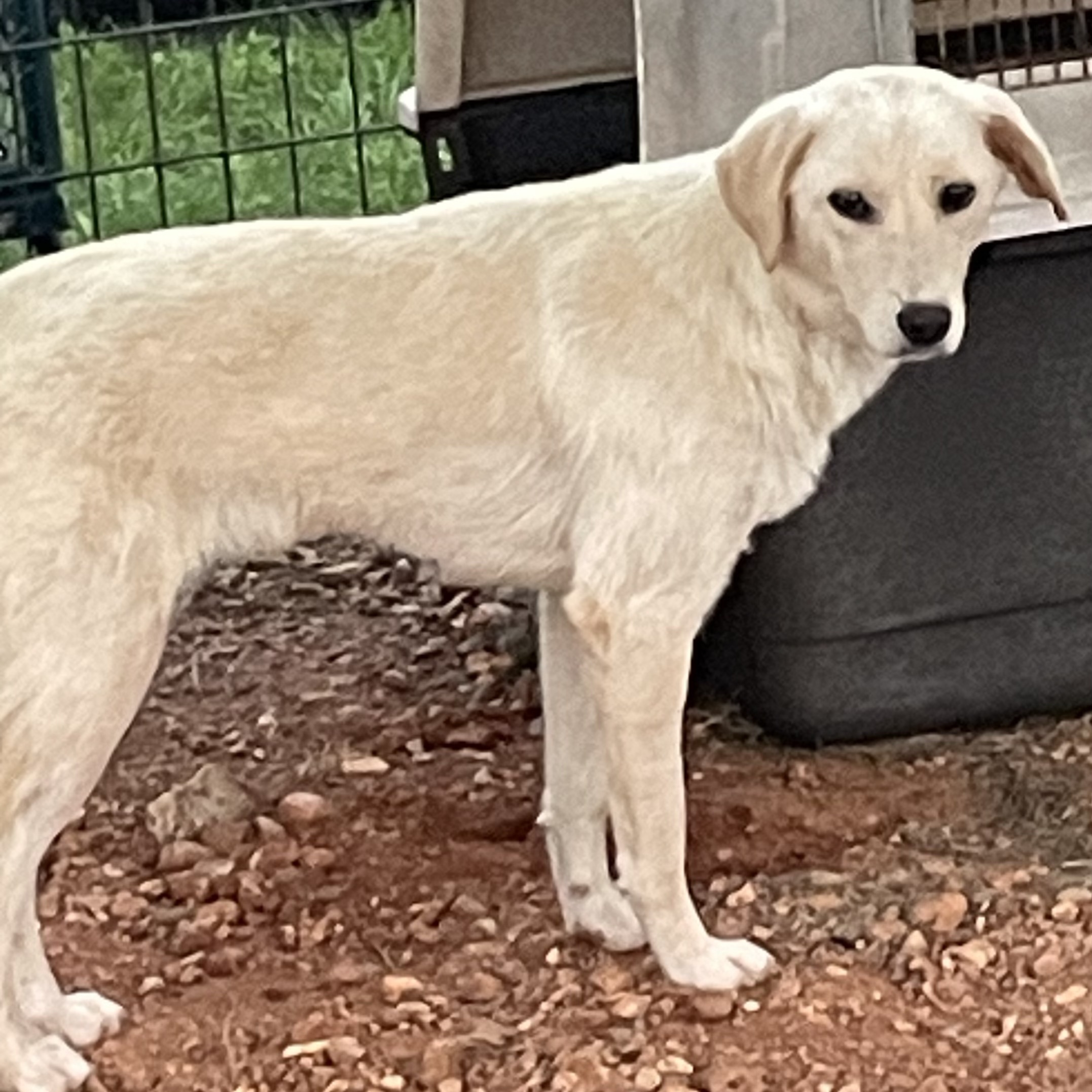 Dog for adoption DANDY (BEAUTIFUL, SHY, QUIET GIRL), a Labrador