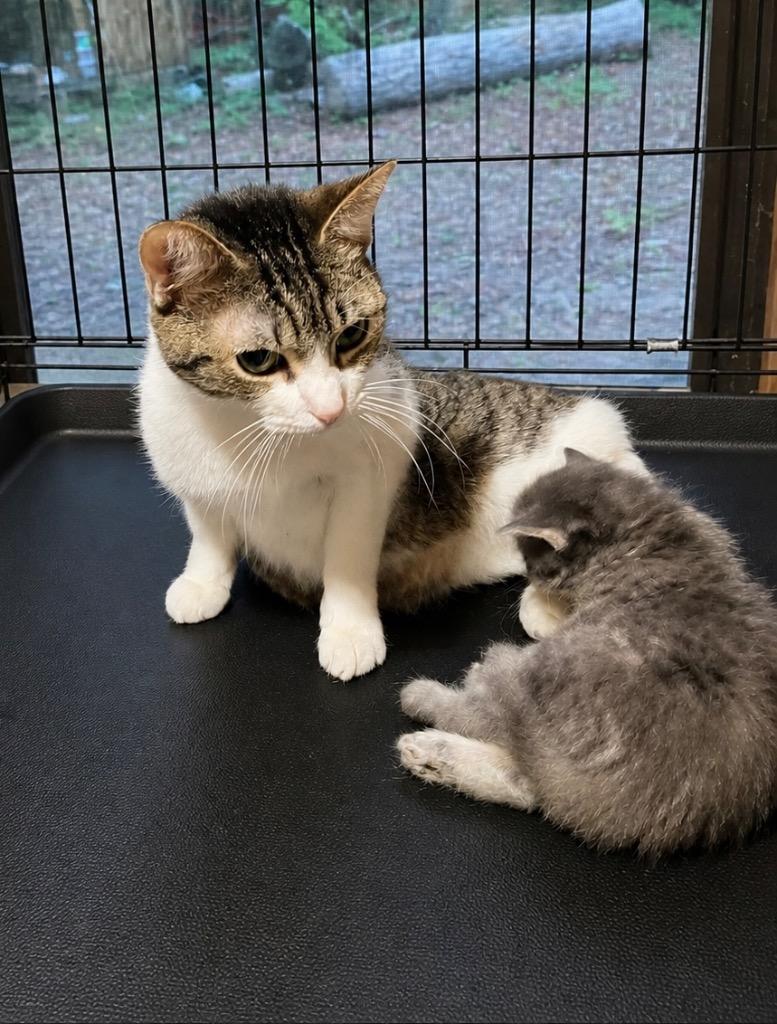 Ducky, Adoptable, Young Female Domestic Short Hair.