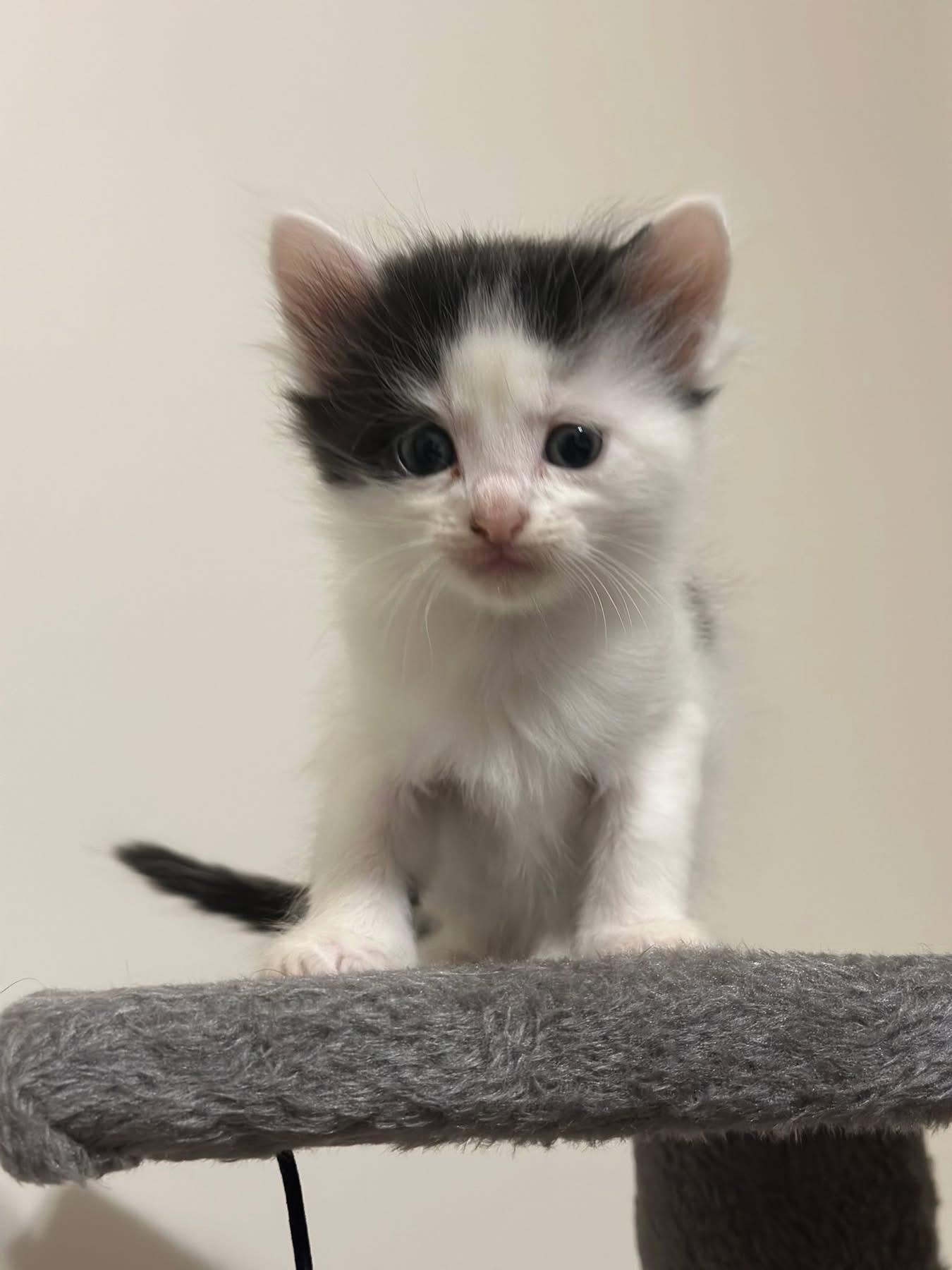 Lord Archibald, adopted, Kitten Male Domestic Short Hair.