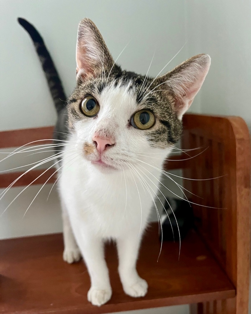 Francis, a Adoptable Domestic Short Hair in Gallatin, TN image 1/2