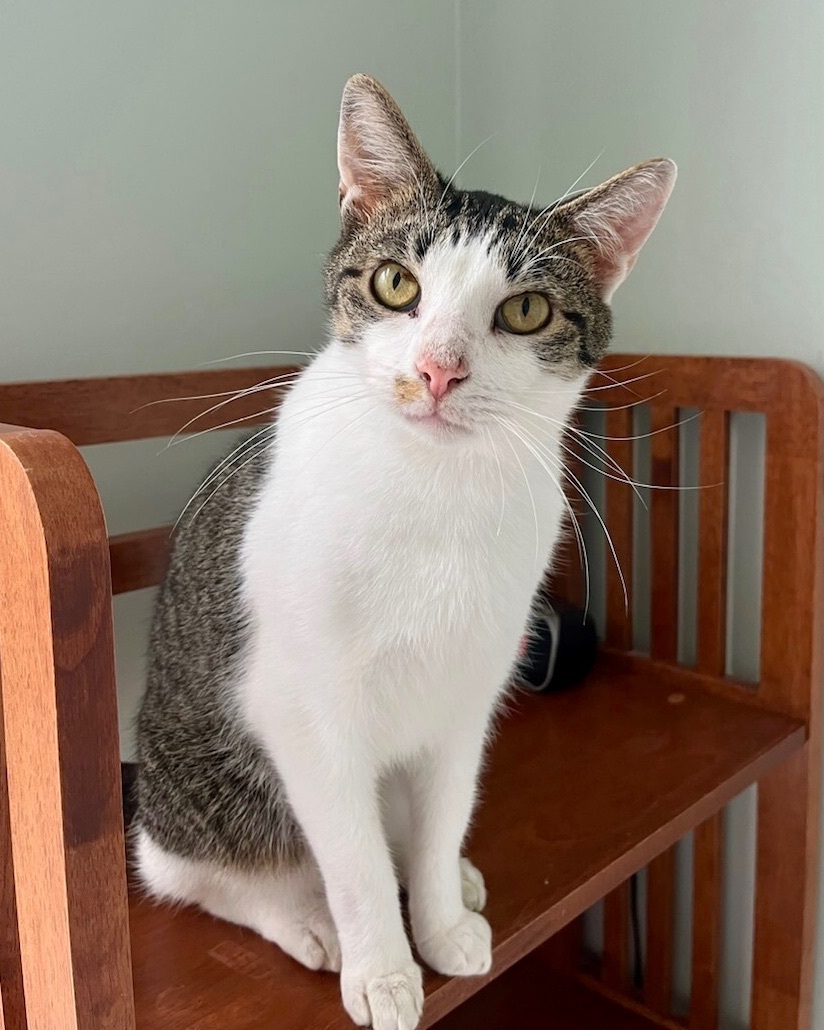 Francis, a Adoptable Domestic Short Hair in Gallatin, TN image 2/2