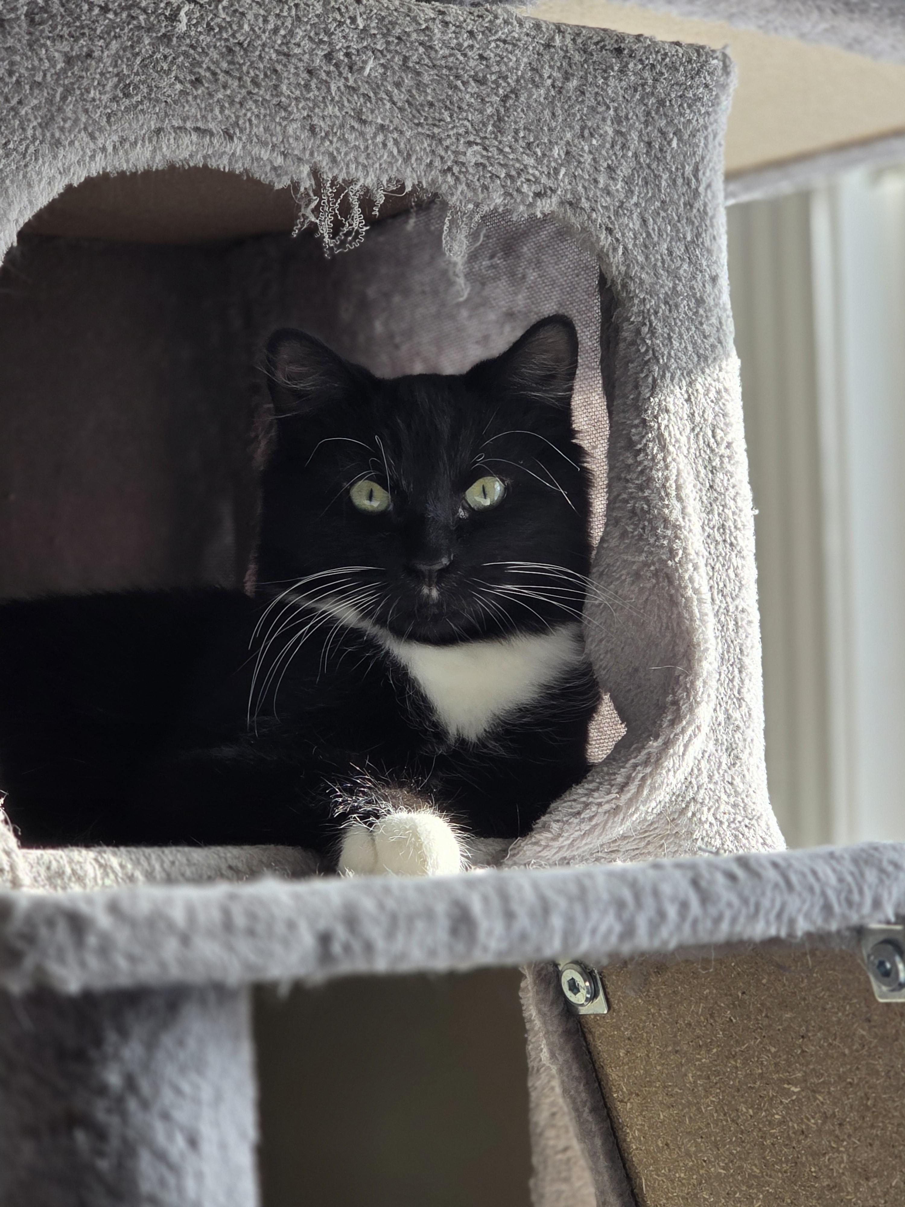 Enlarge Mr. Whiskers, a Adoptable Domestic Medium Hair in Sterling Heights, MI image 1/1