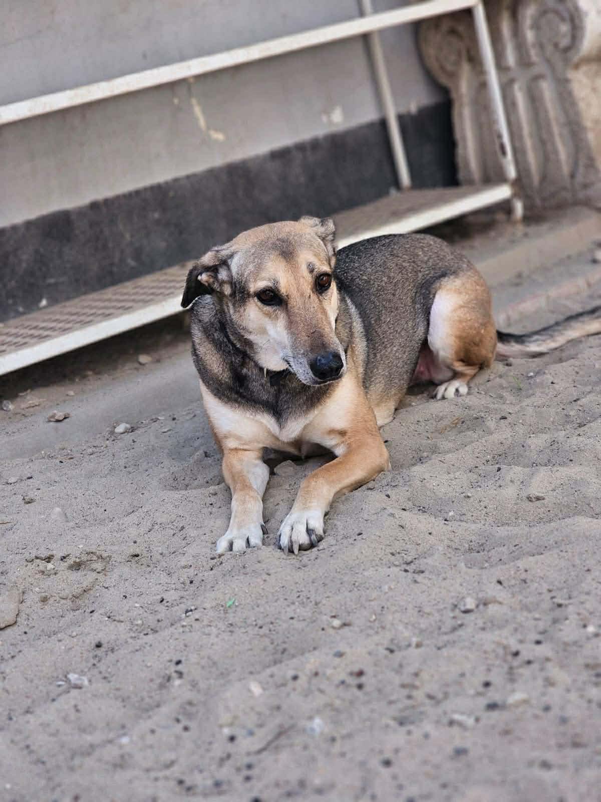 Norabel, a ADOPTABLE mixed breed in Scarborough, ON image 1/3