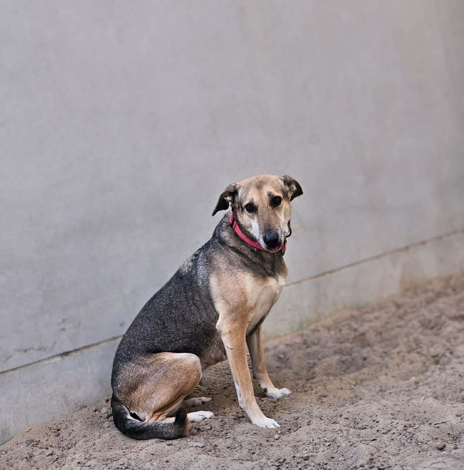 Norabel, a ADOPTABLE mixed breed in Scarborough, ON image 2/3