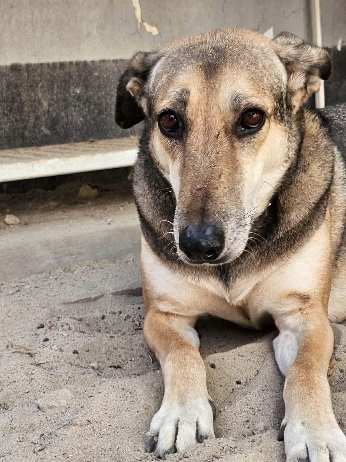 Norabel, a ADOPTABLE mixed breed in Scarborough, ON image 3/3
