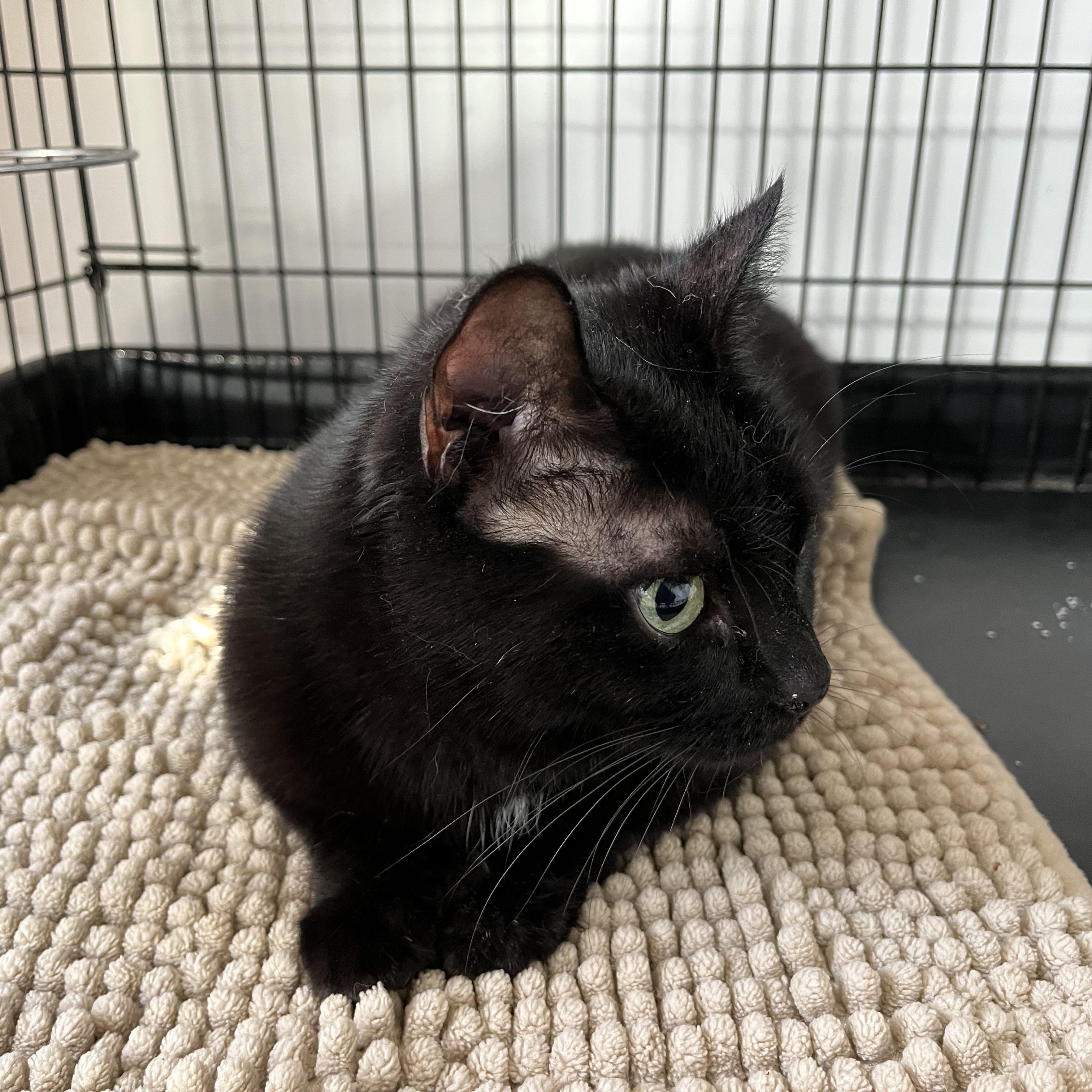 Enlarge Lady Edgar, a ADOPTABLE American Shorthair in Hull, MA image 3/4