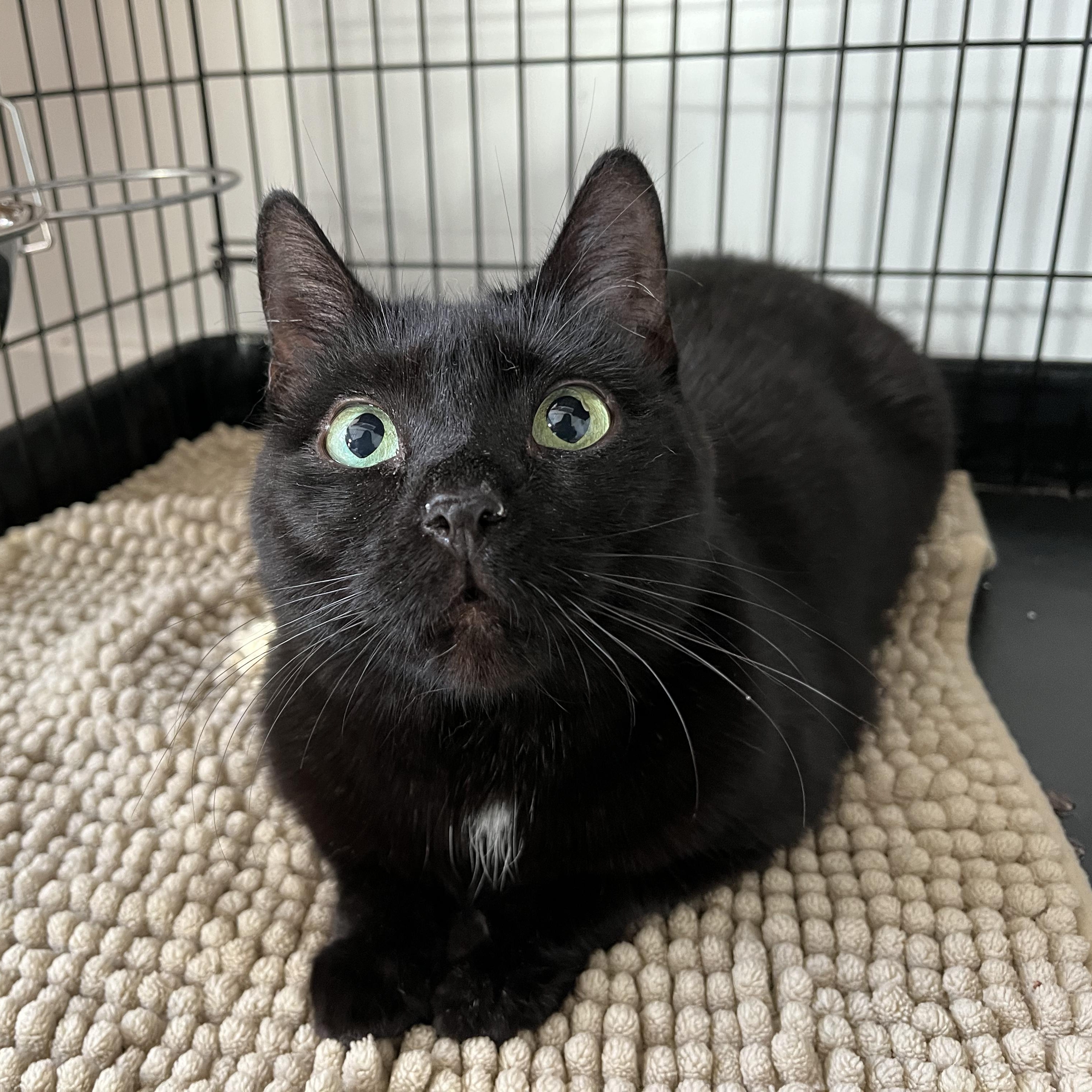 Enlarge Lady Edgar, a ADOPTABLE American Shorthair in Hull, MA image 1/4