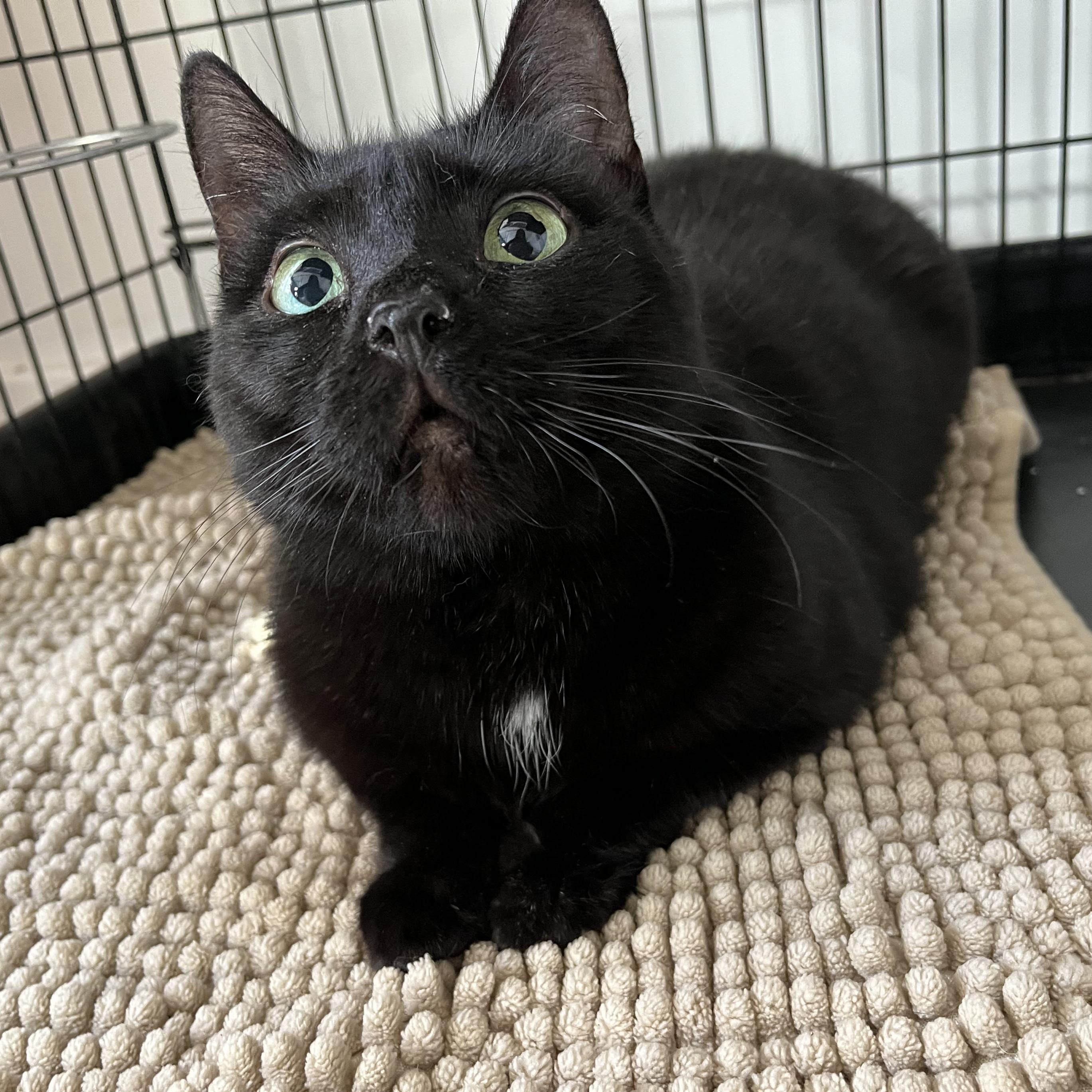 Enlarge Lady Edgar, a ADOPTABLE American Shorthair in Hull, MA image 4/4