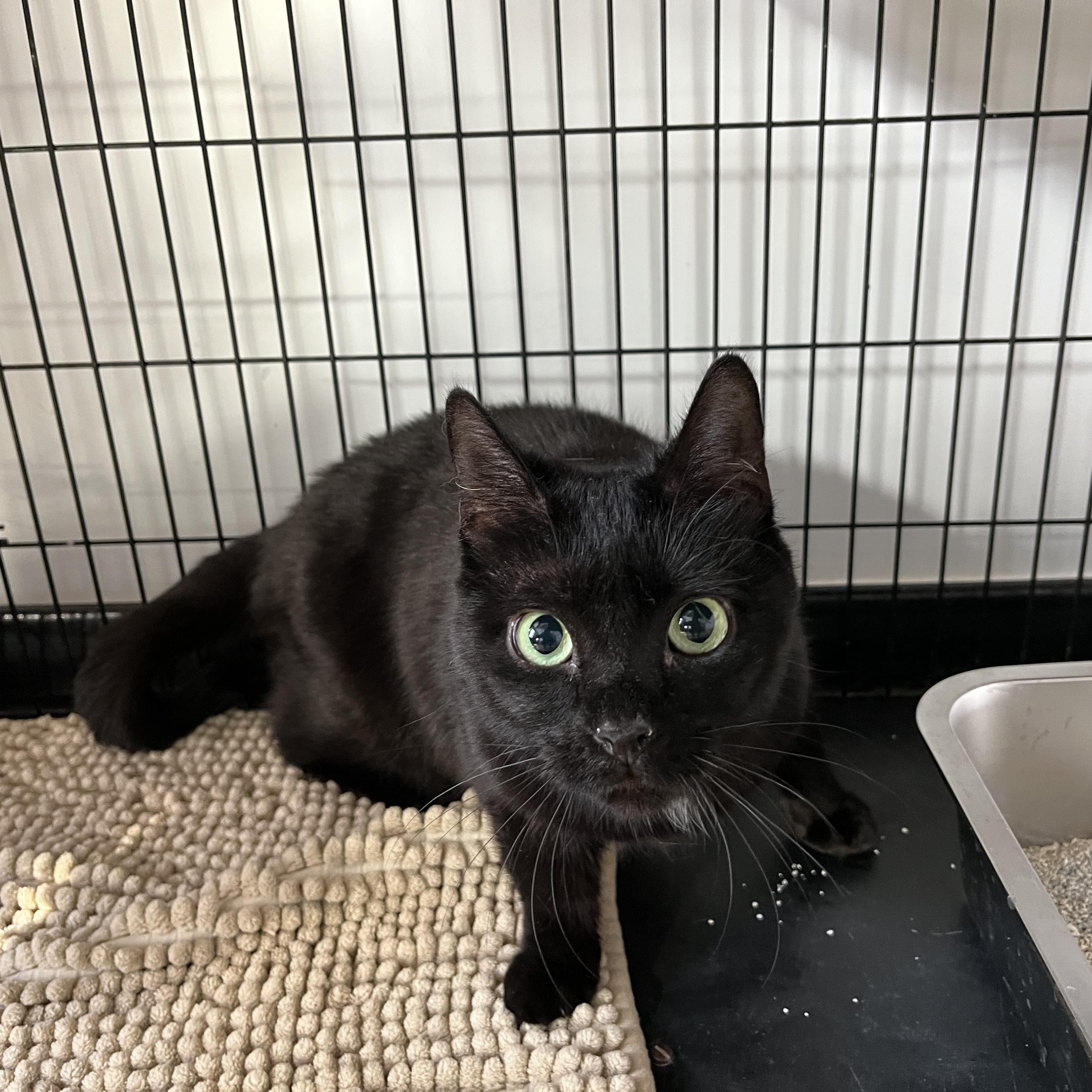Enlarge Lady Edgar, a ADOPTABLE American Shorthair in Hull, MA image 2/4