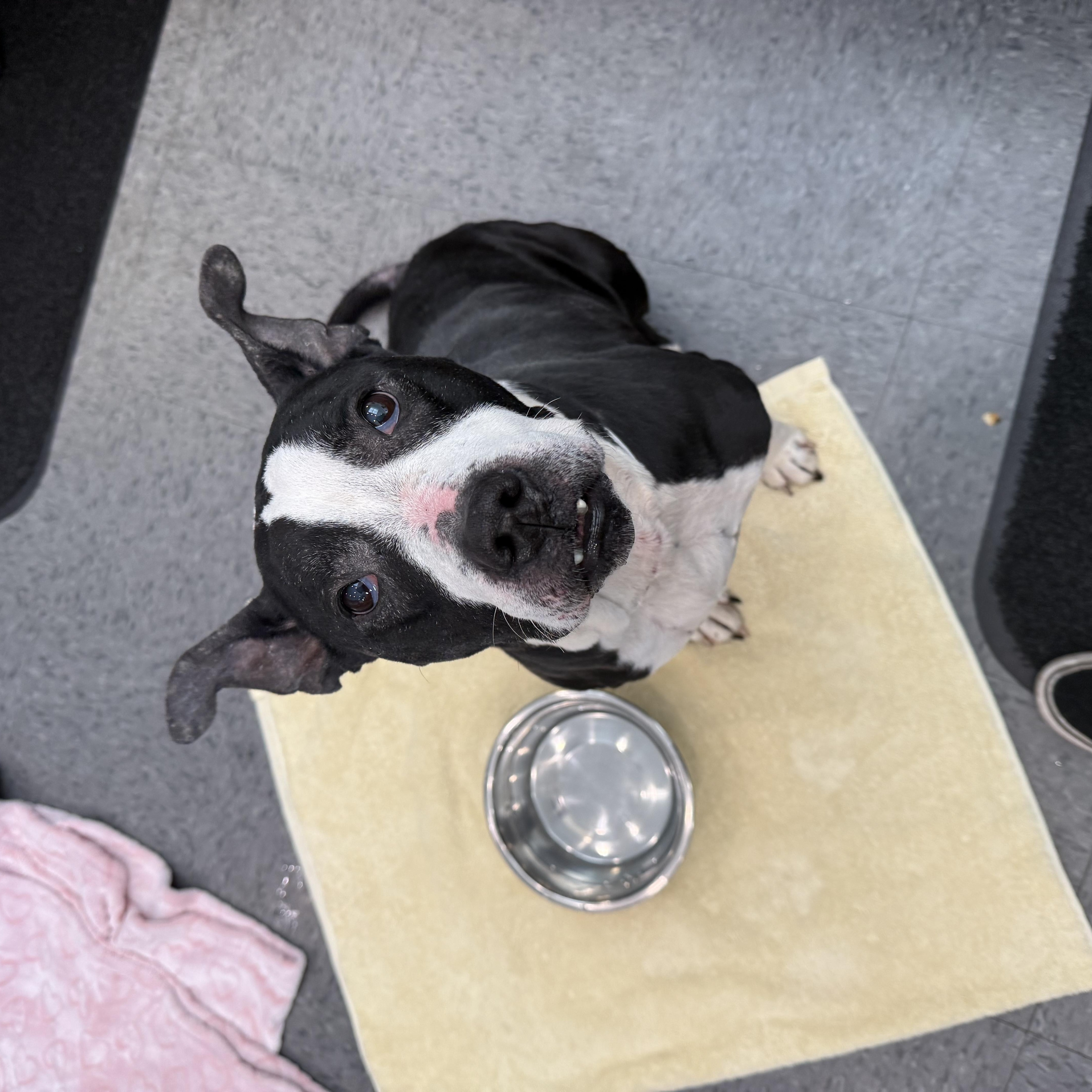 Enlarge Mystery , a ADOPTABLE mixed breed in Shelbyville, IN image 4/4