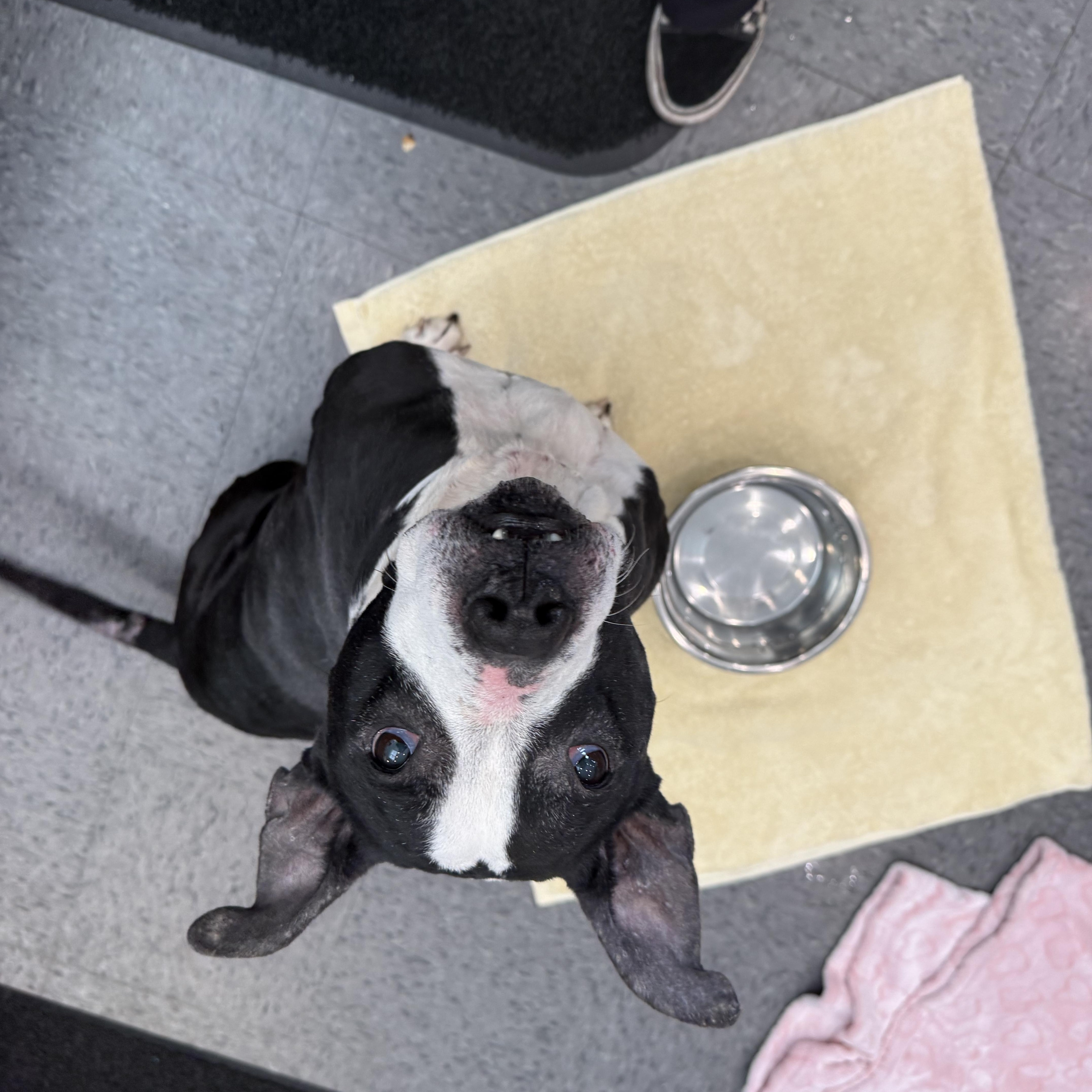 Mystery , ADOPTABLE, Senior Female American Staffordshire Terrier & Pit Bull Terrier.