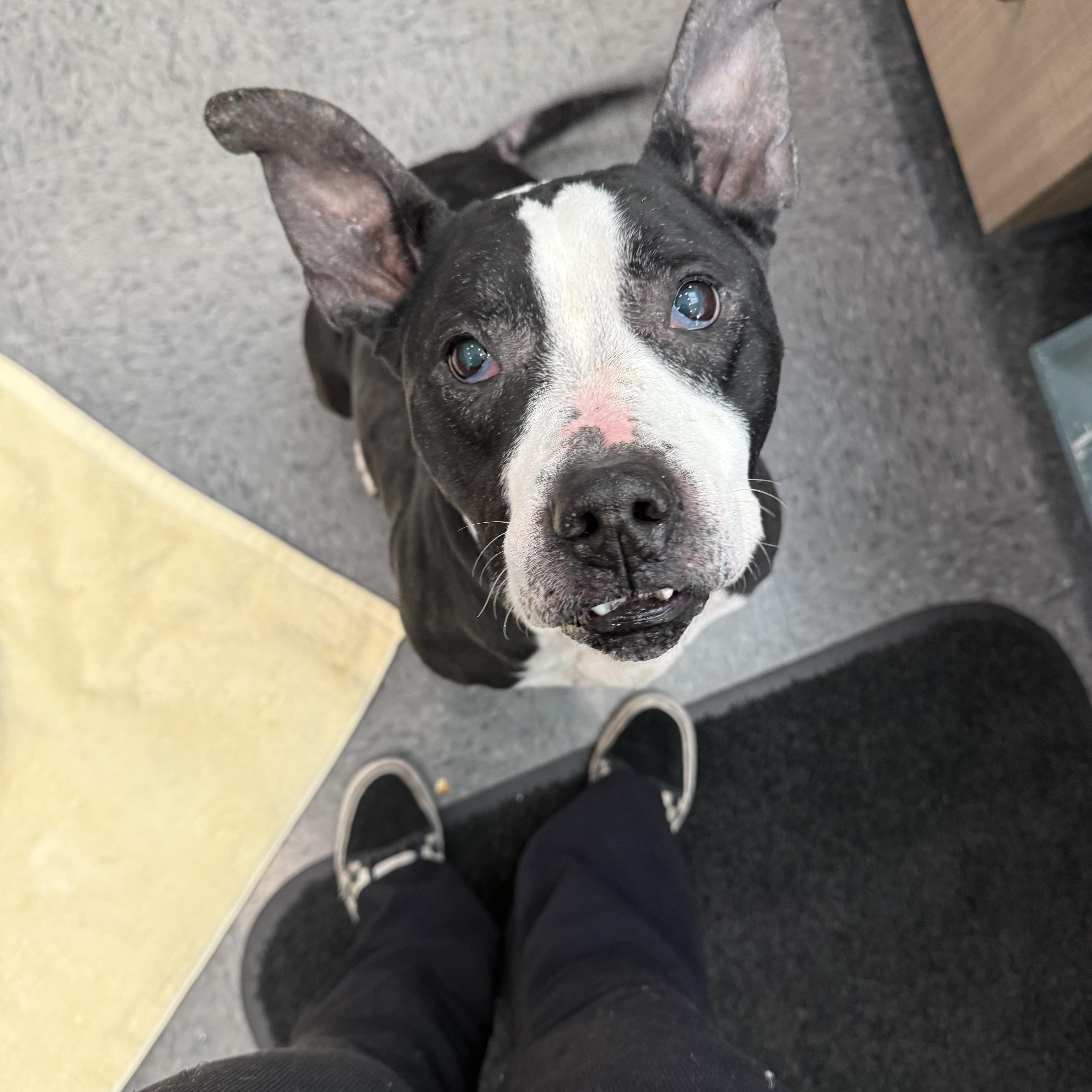 Enlarge Mystery , a ADOPTABLE mixed breed in Shelbyville, IN image 2/4