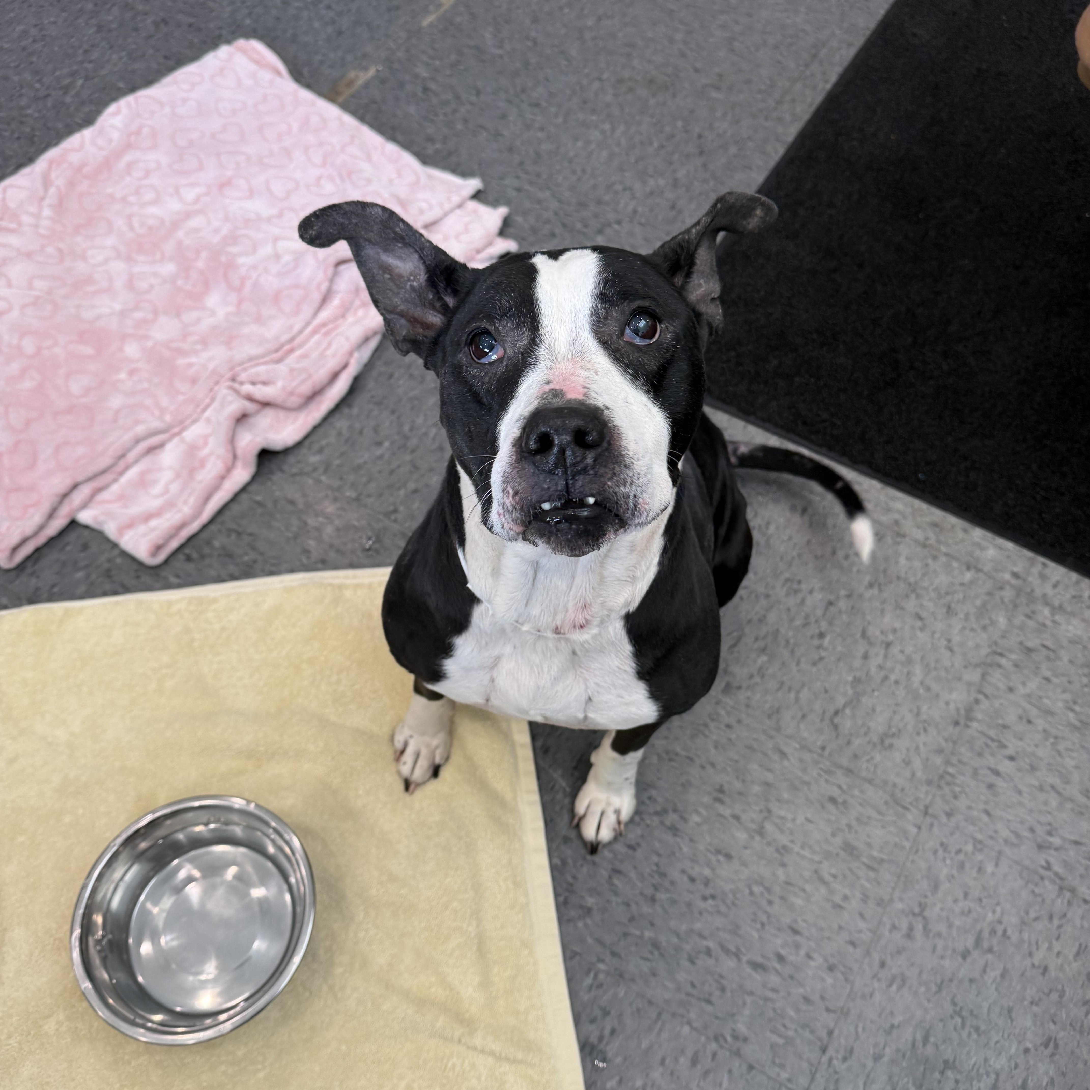 Enlarge Mystery , a ADOPTABLE mixed breed in Shelbyville, IN image 3/4