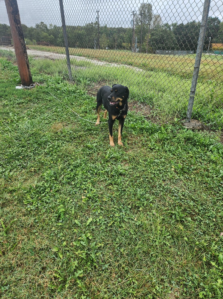 Enlarge Matilda, a Adopted mixed breed in Plattsburg, MO image 1/6