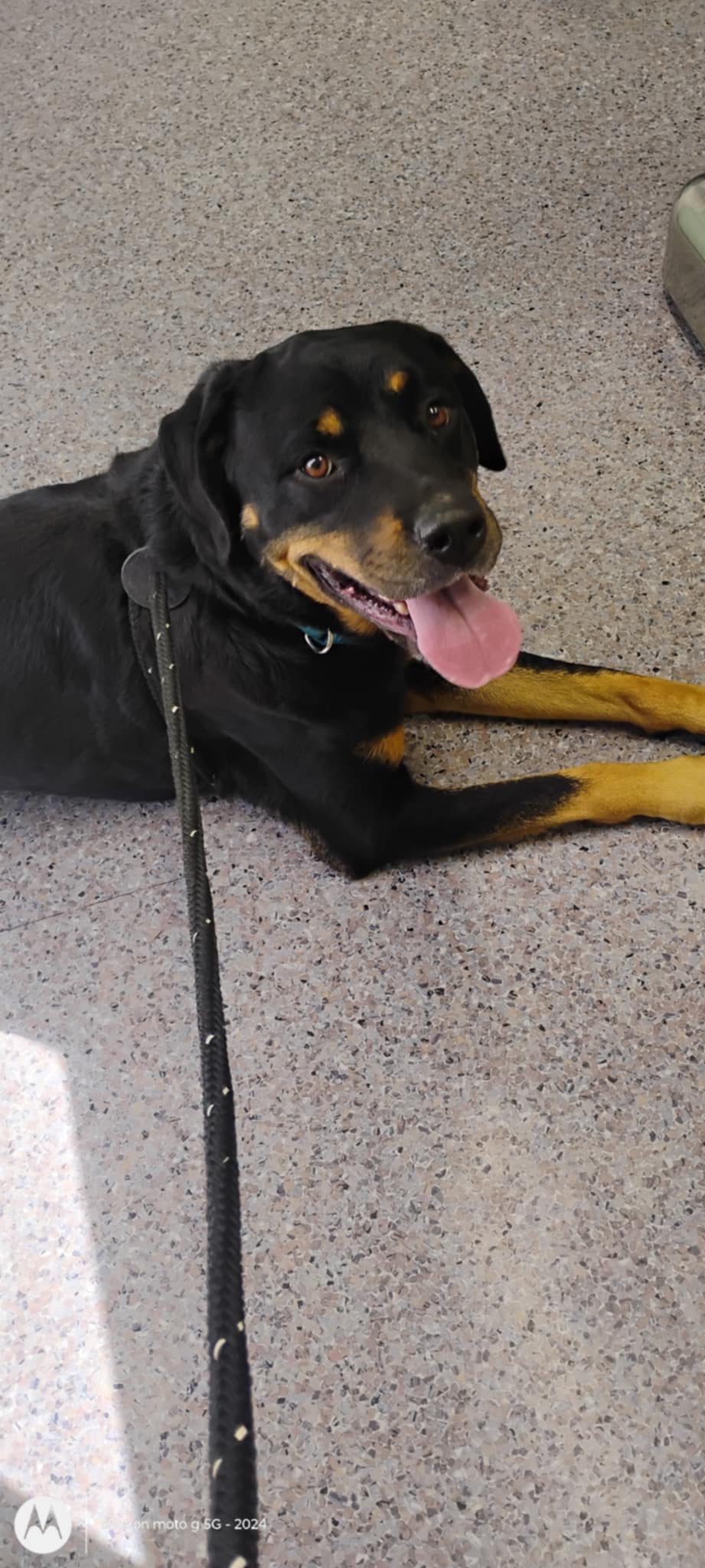 Enlarge Matilda, a Adopted mixed breed in Plattsburg, MO image 2/6