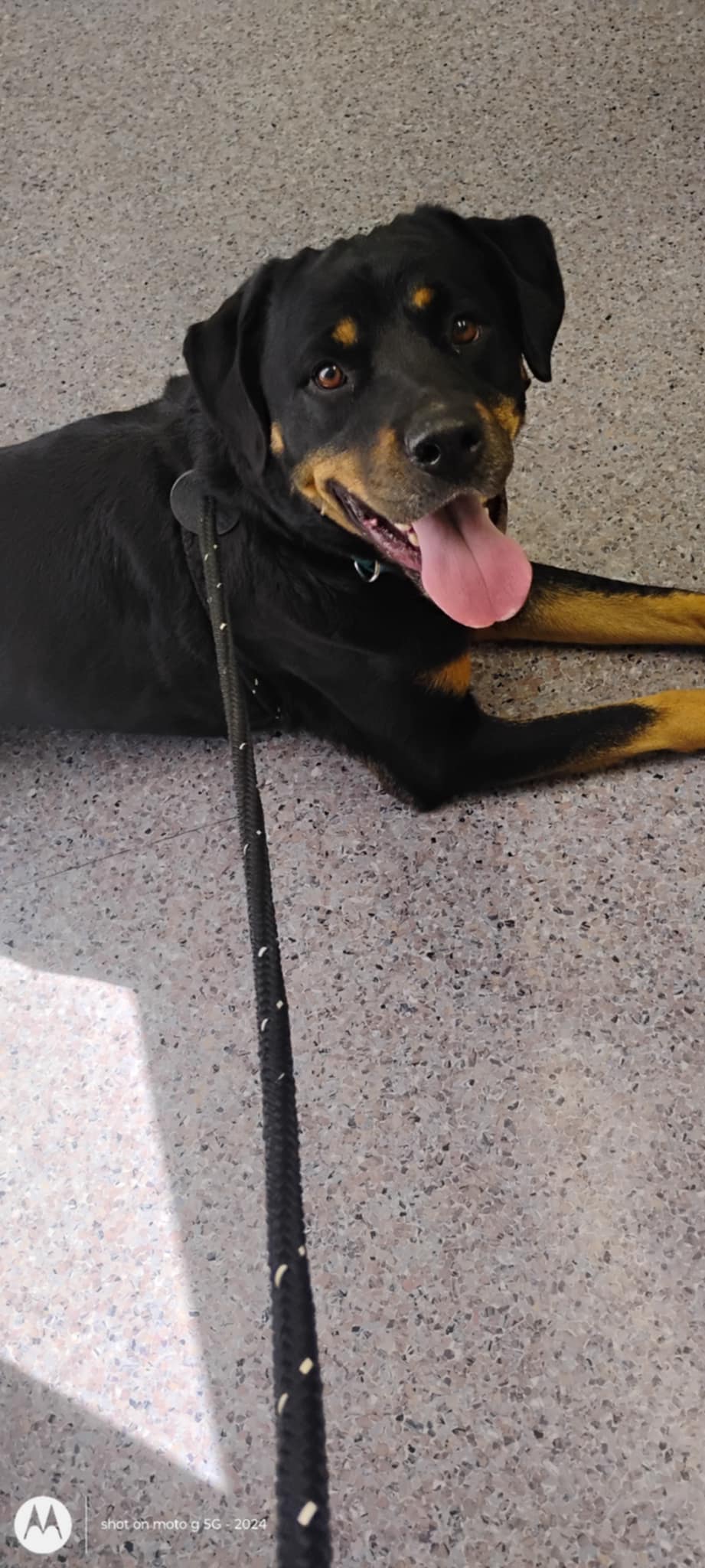 Enlarge Matilda, a Adopted mixed breed in Plattsburg, MO image 3/6