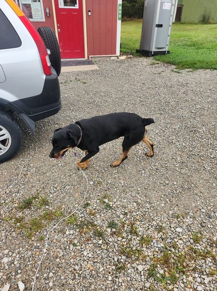 Enlarge Matilda, a Adopted mixed breed in Plattsburg, MO image 4/6