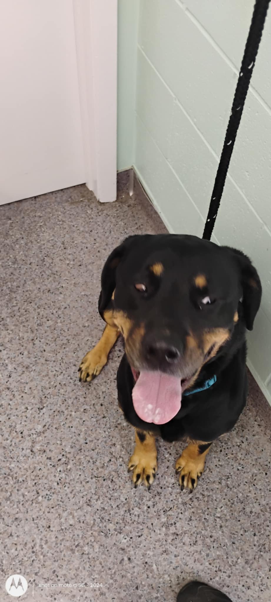 Enlarge Matilda, a Adopted mixed breed in Plattsburg, MO image 5/6