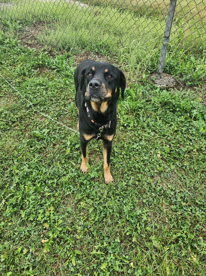 Matilda, Adopted, Young Female Rottweiler.