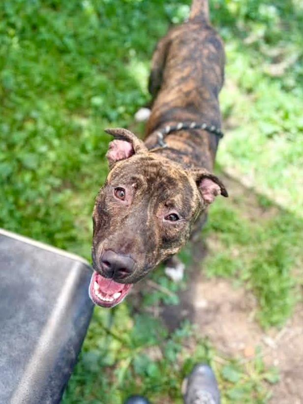 Enlarge Ballad, a ADOPTABLE Pit Bull Terrier in Chicago, IL image 4/5