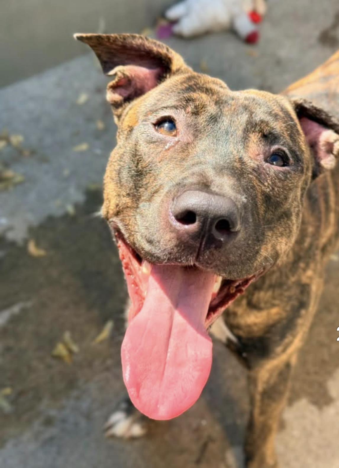 Enlarge Ballad, a ADOPTABLE Pit Bull Terrier in Chicago, IL image 2/5