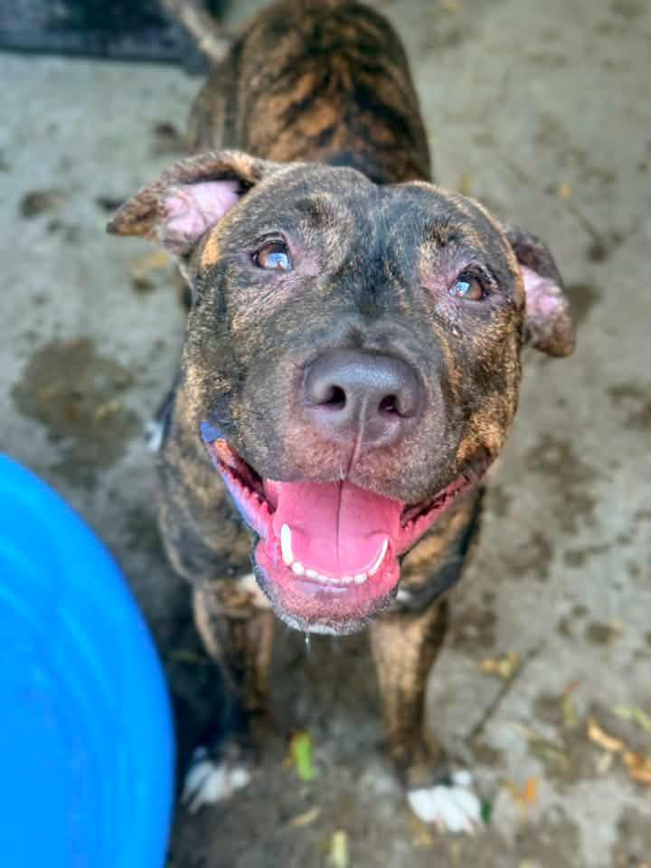 Enlarge Ballad, a ADOPTABLE Pit Bull Terrier in Chicago, IL image 1/5