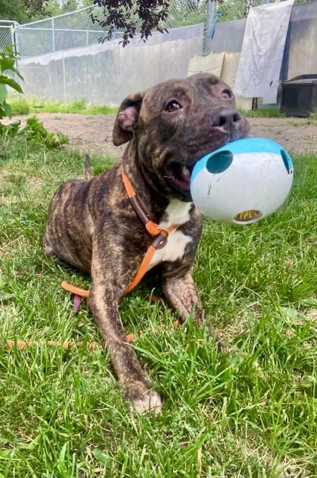 Enlarge Ballad, a ADOPTABLE Pit Bull Terrier in Chicago, IL image 3/5
