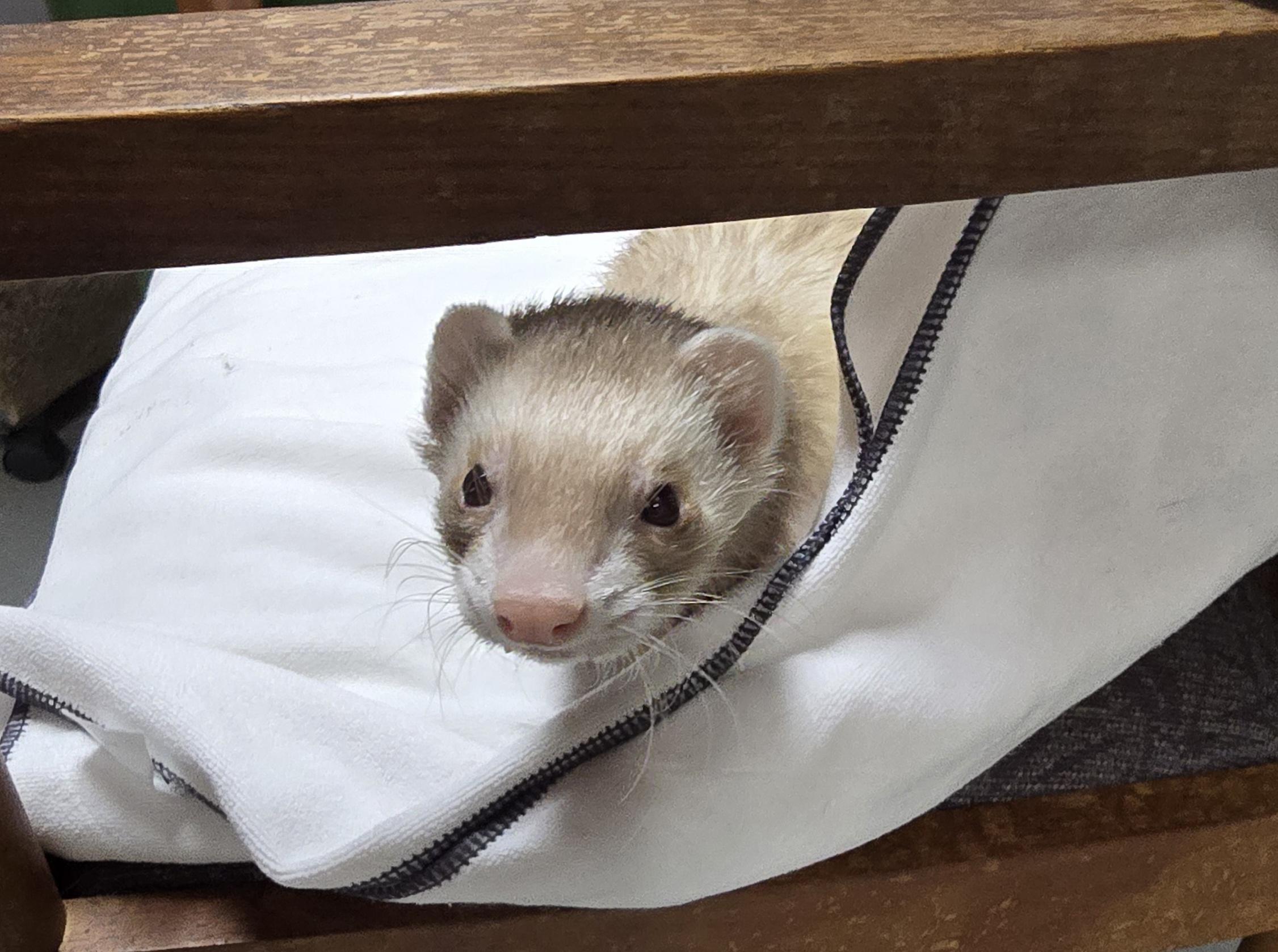 Enlarge Jingles, an adopted Ferret in Randolph, NJ image 1/1